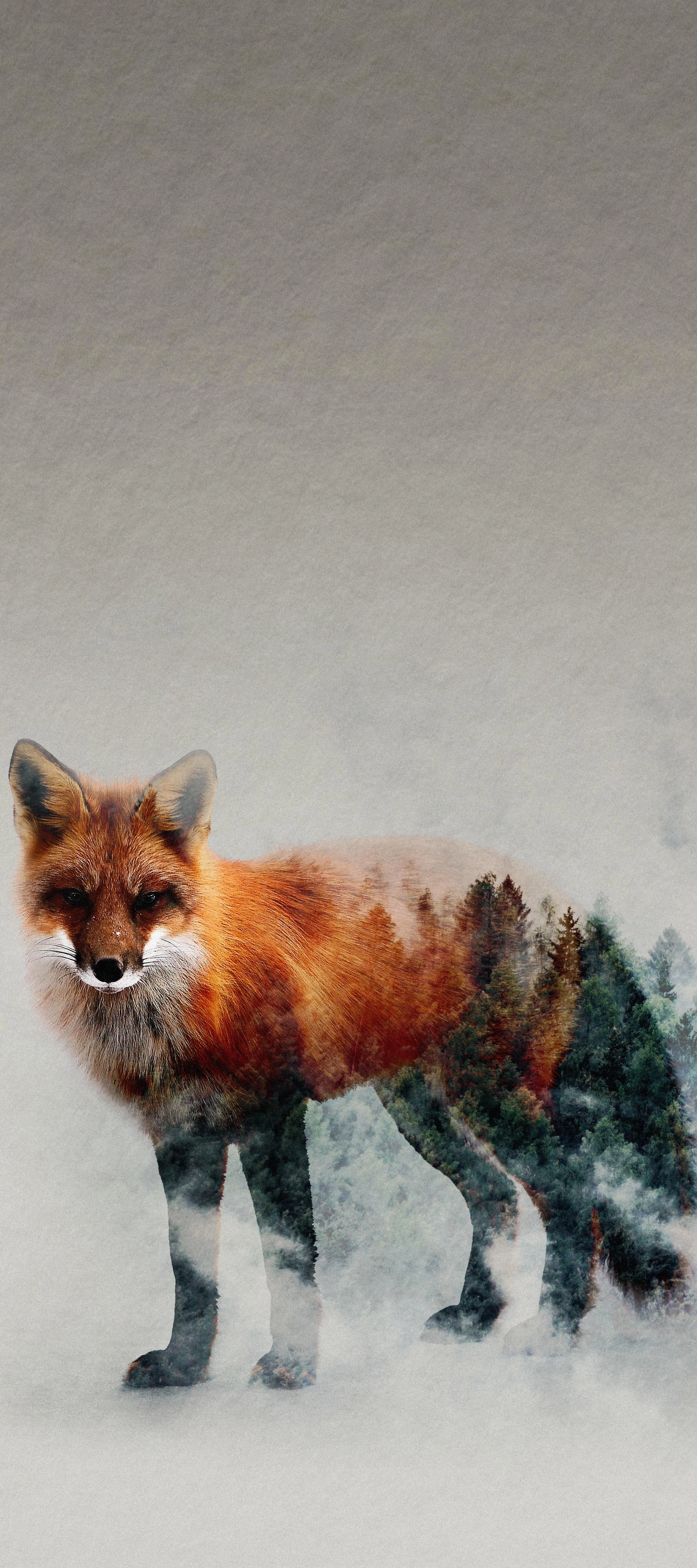 Artistic Double Exposure Fox Portrait Blended with Nature