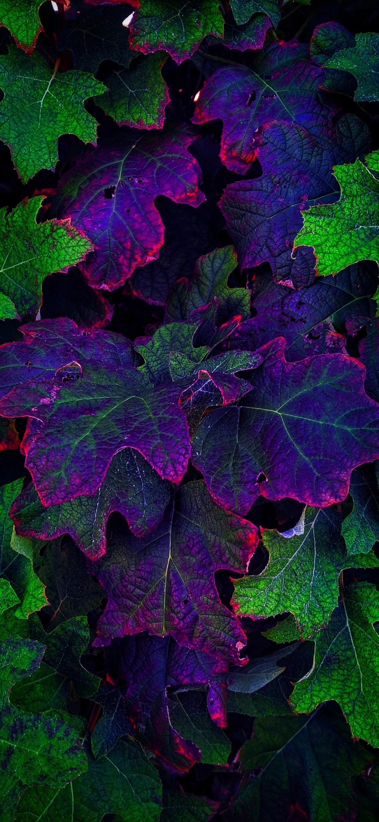 Artistic Purple Leaf with Dark Background Glow Wallpaper
