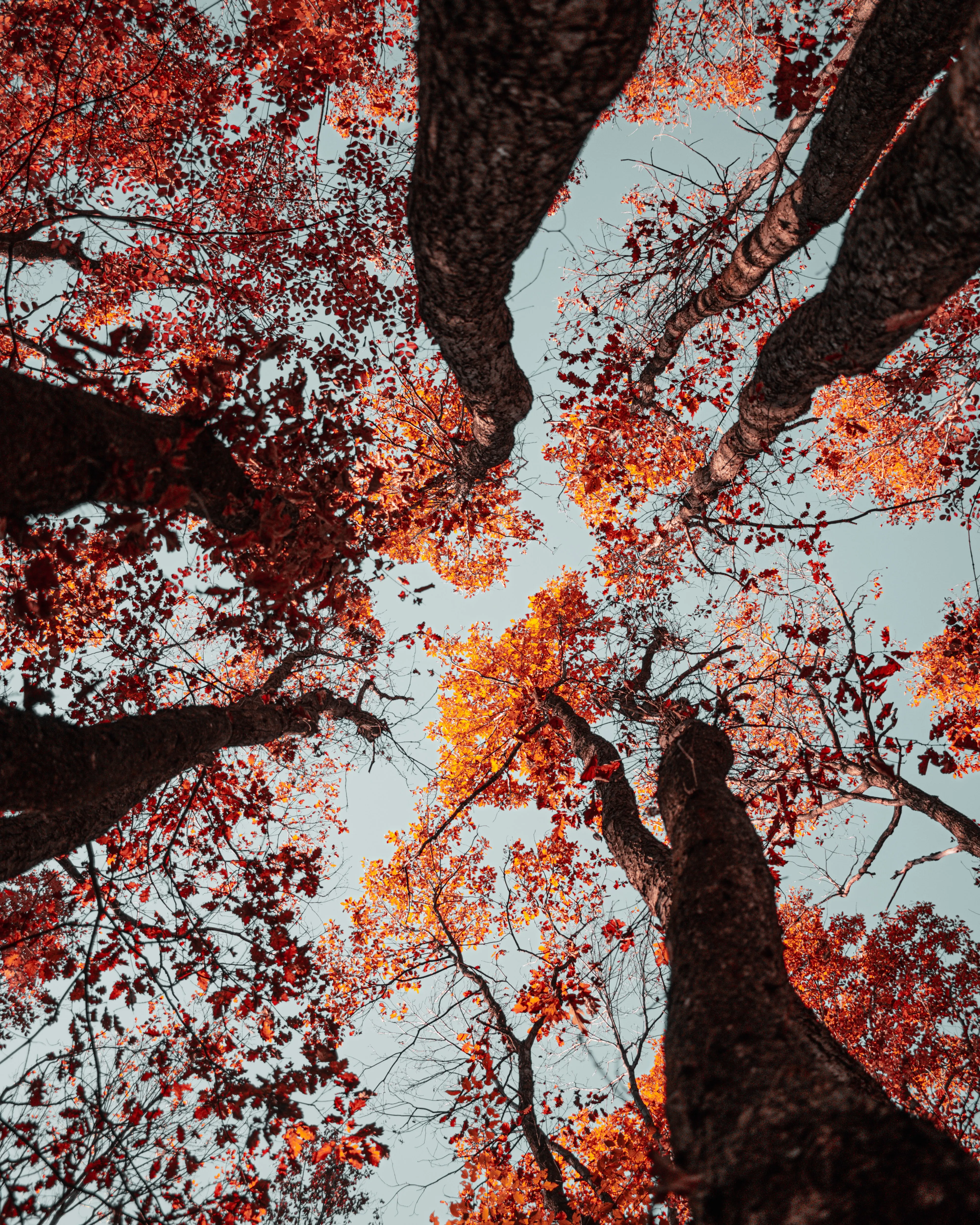Autumn Canopy Viewed from a Forest Floor Wallpaper