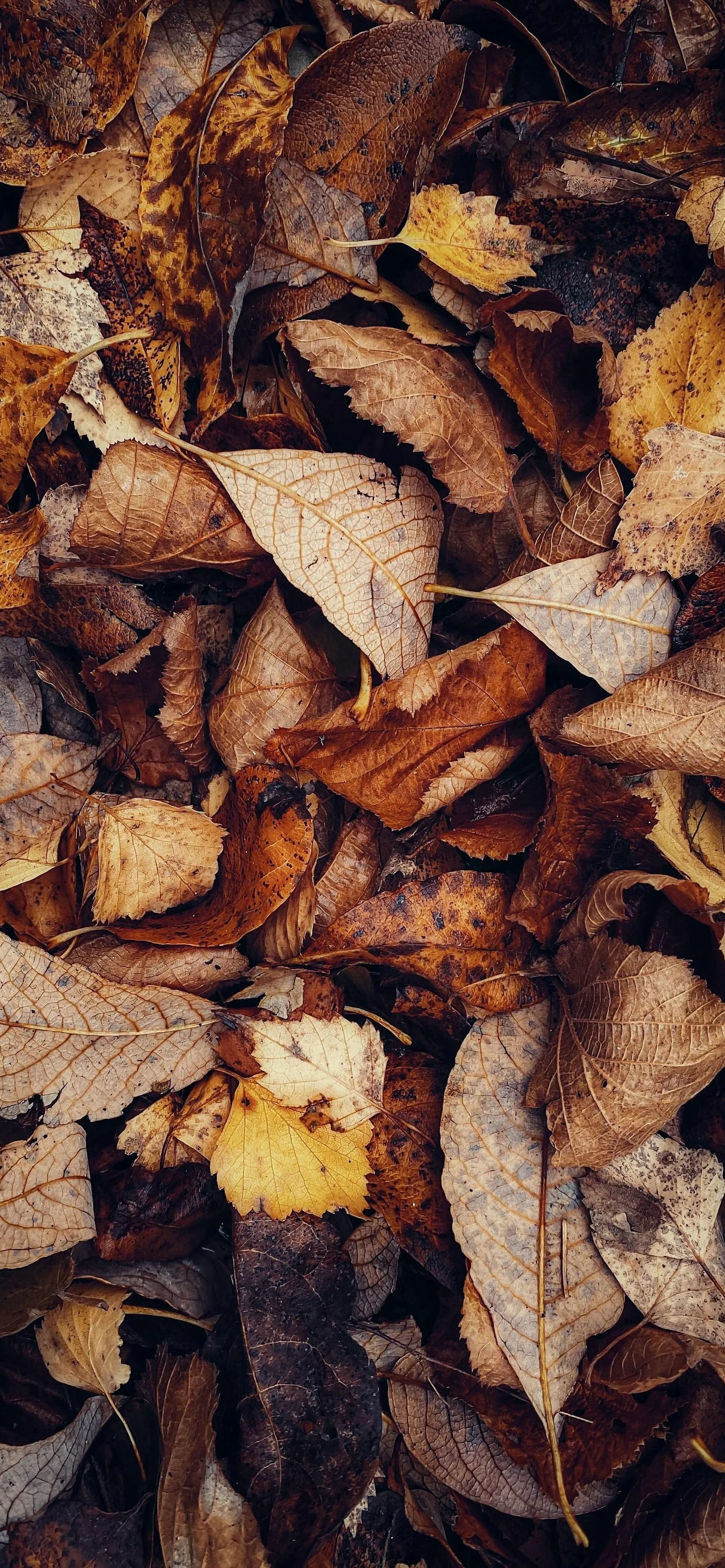 Autumn Dry Leaves Scattered Naturally on Forest Floor
