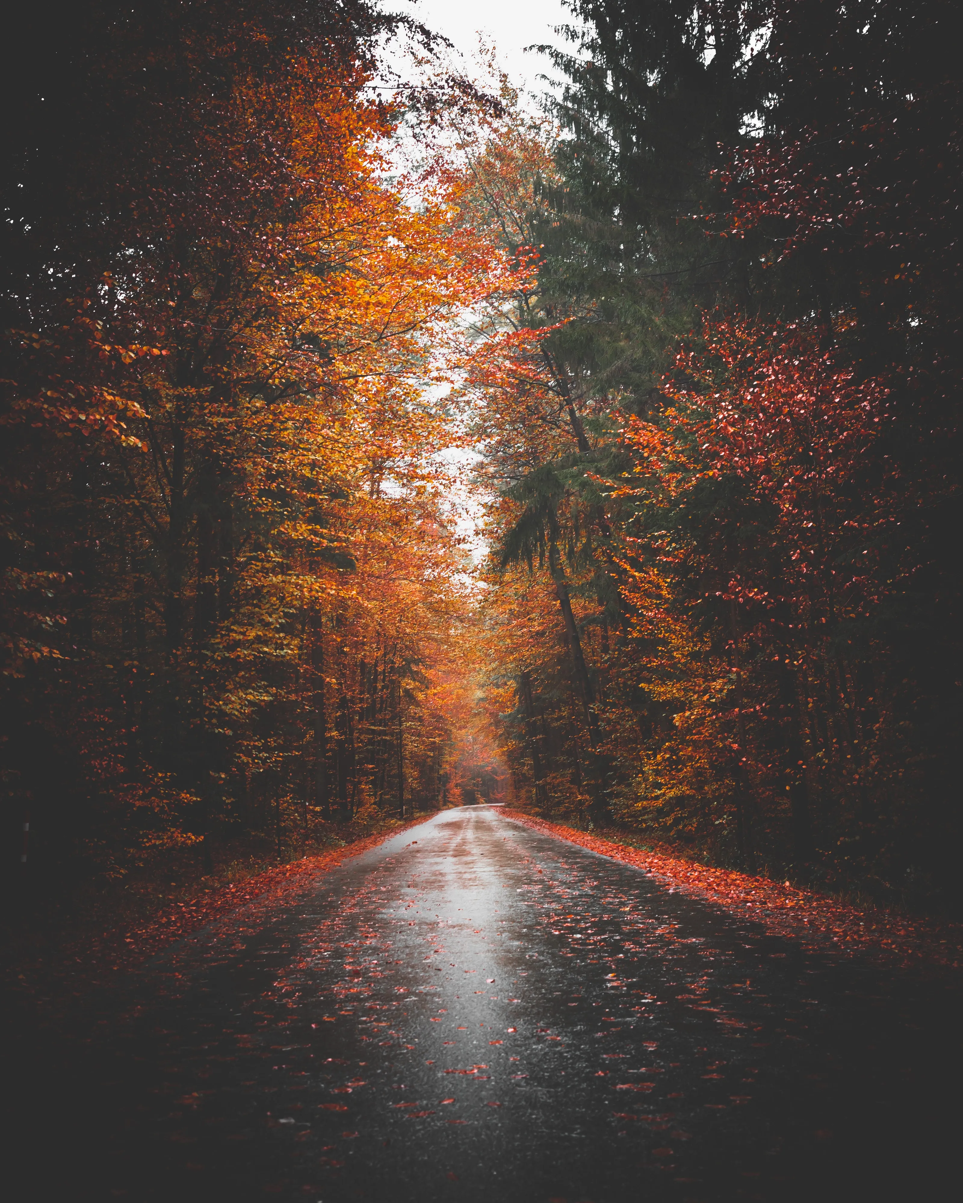 Autumn Forest Driveway View for Cozy Phone Display