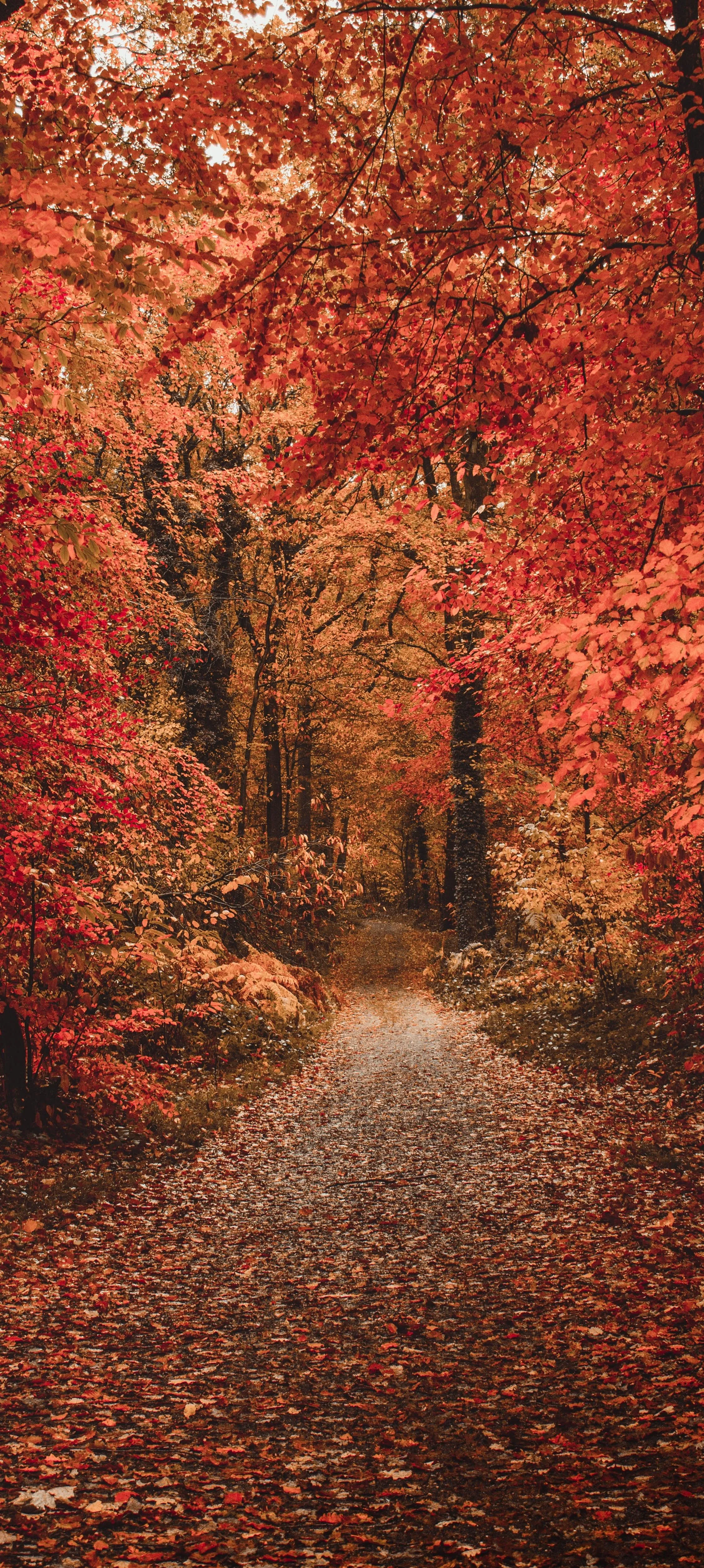 Autumn Forest Path Covered with Red and Orange Leaves