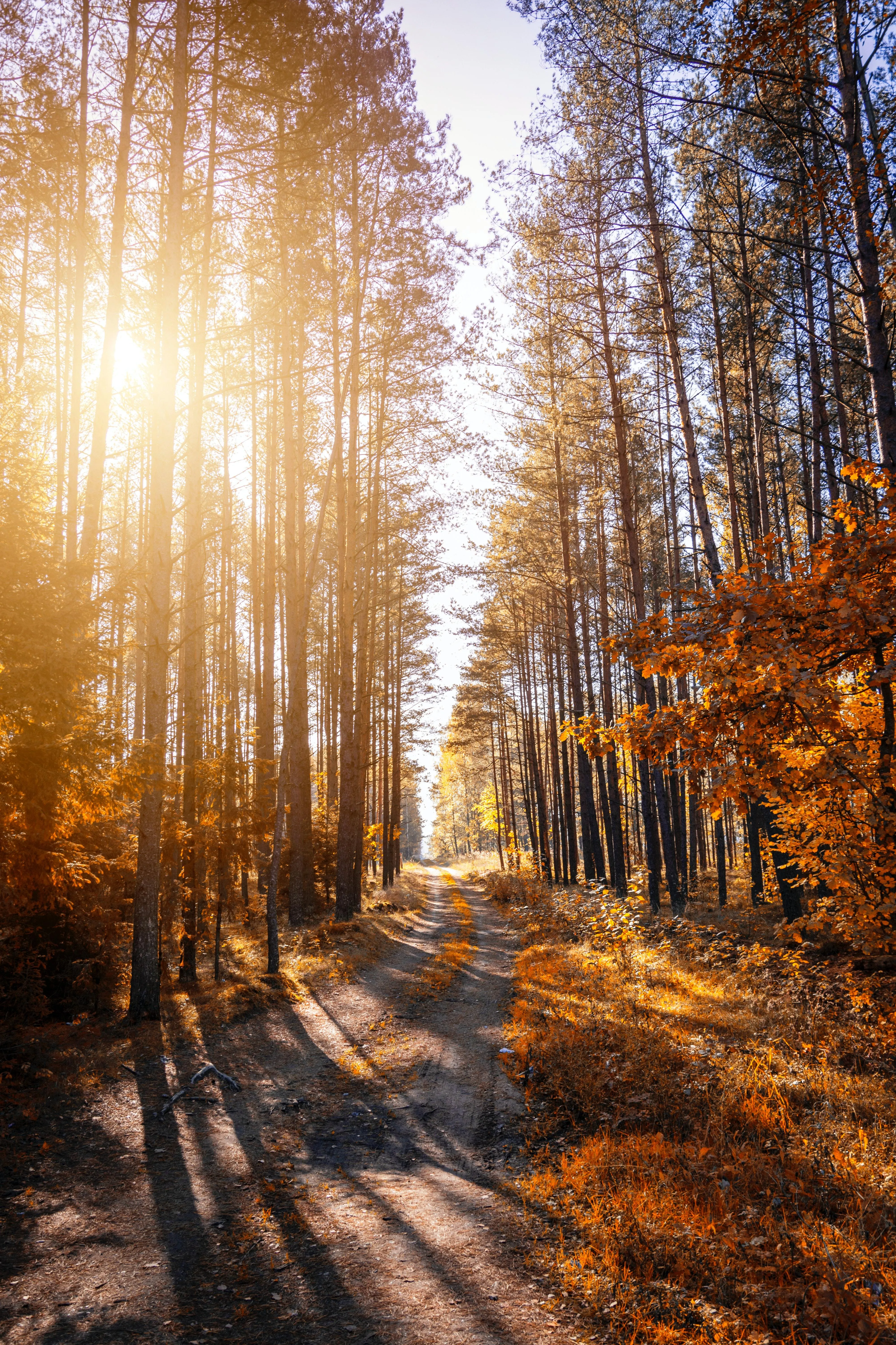 Autumn Forest Trail Lit by Golden Sunlight Rays Image