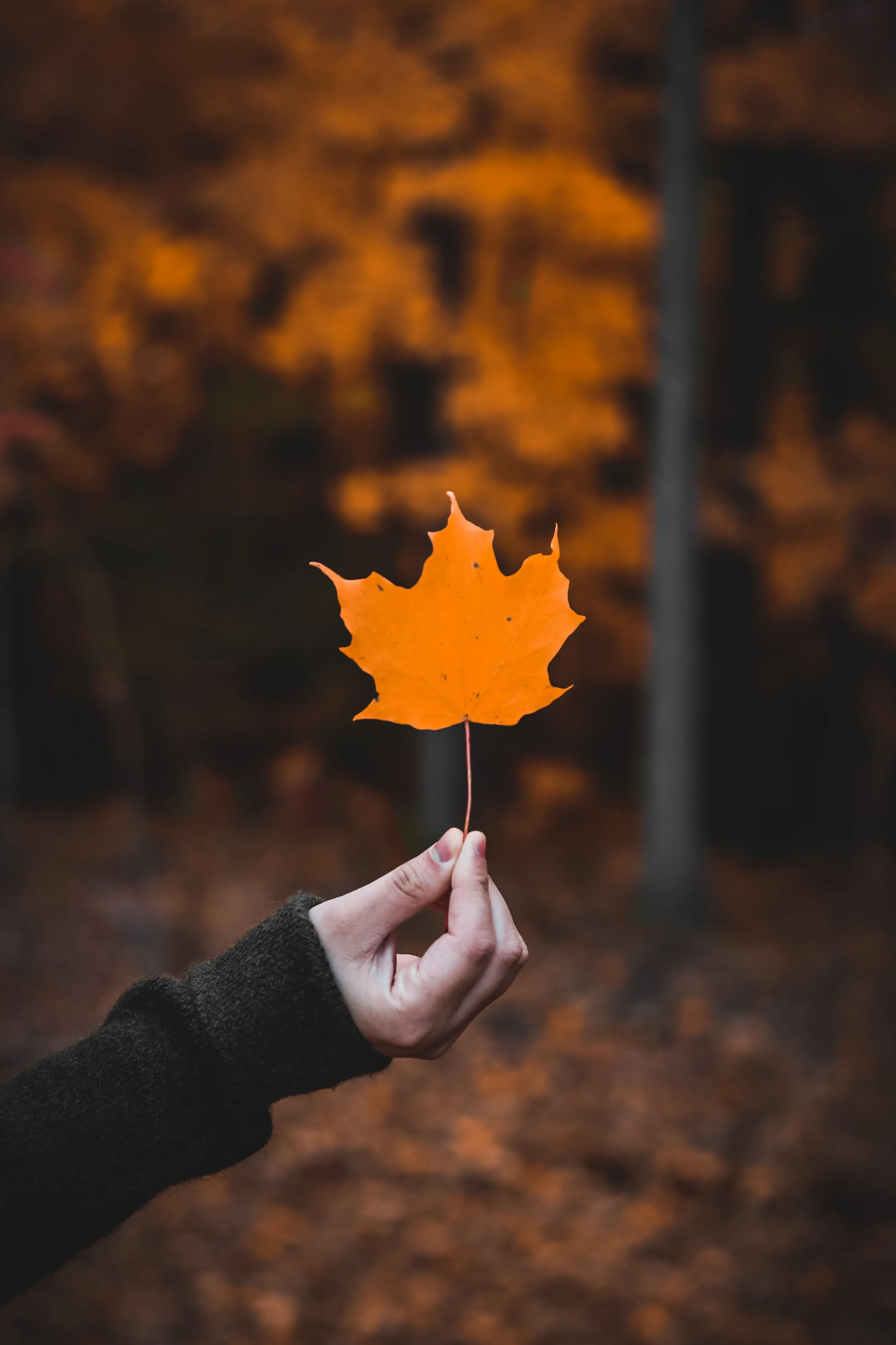 Autumn Leaf Hand Photography Aesthetic for iPhone 13 Mini