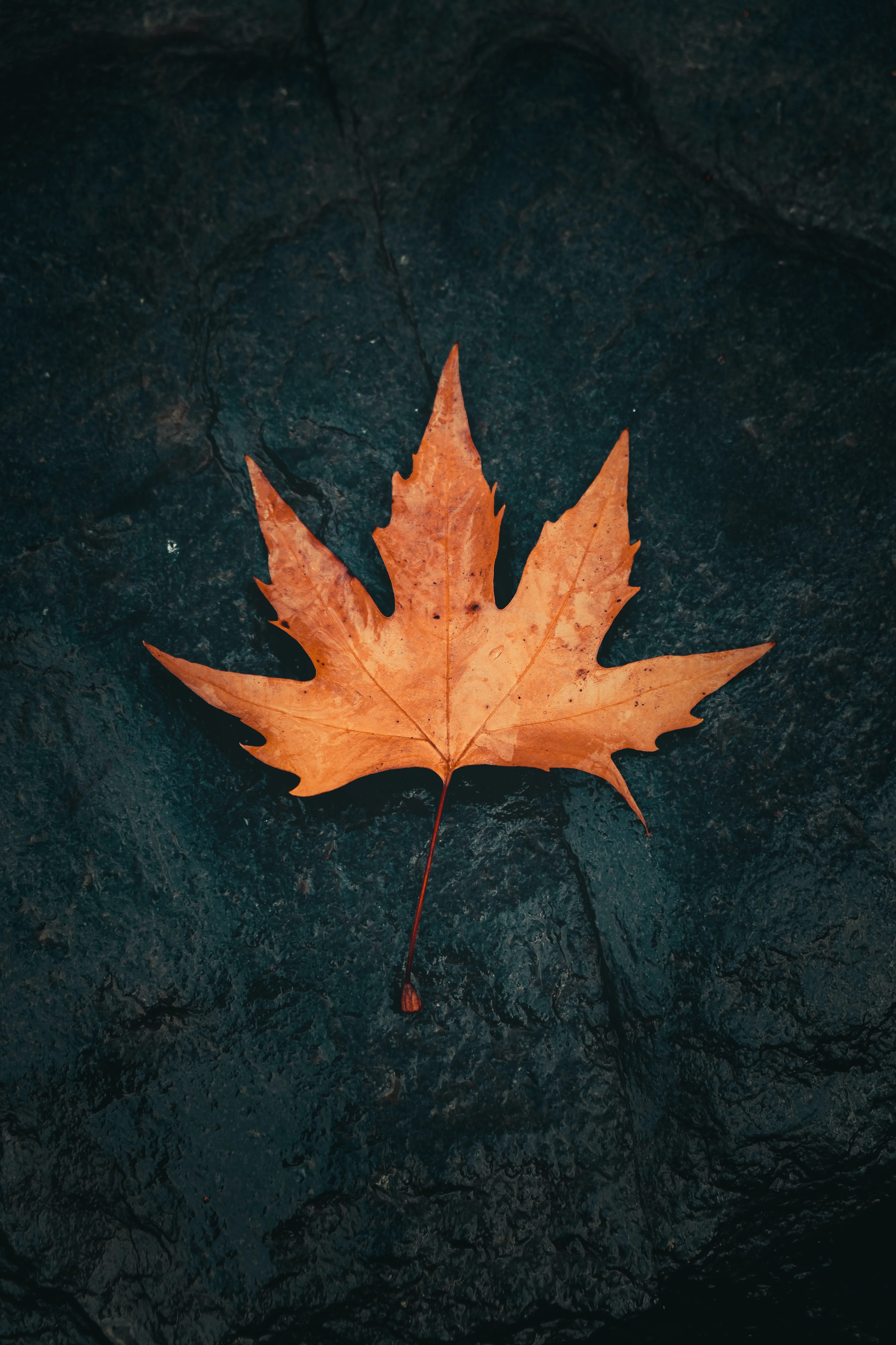 Autumn Leaf on Dark Stone Reflecting Fall Season Wallpaper