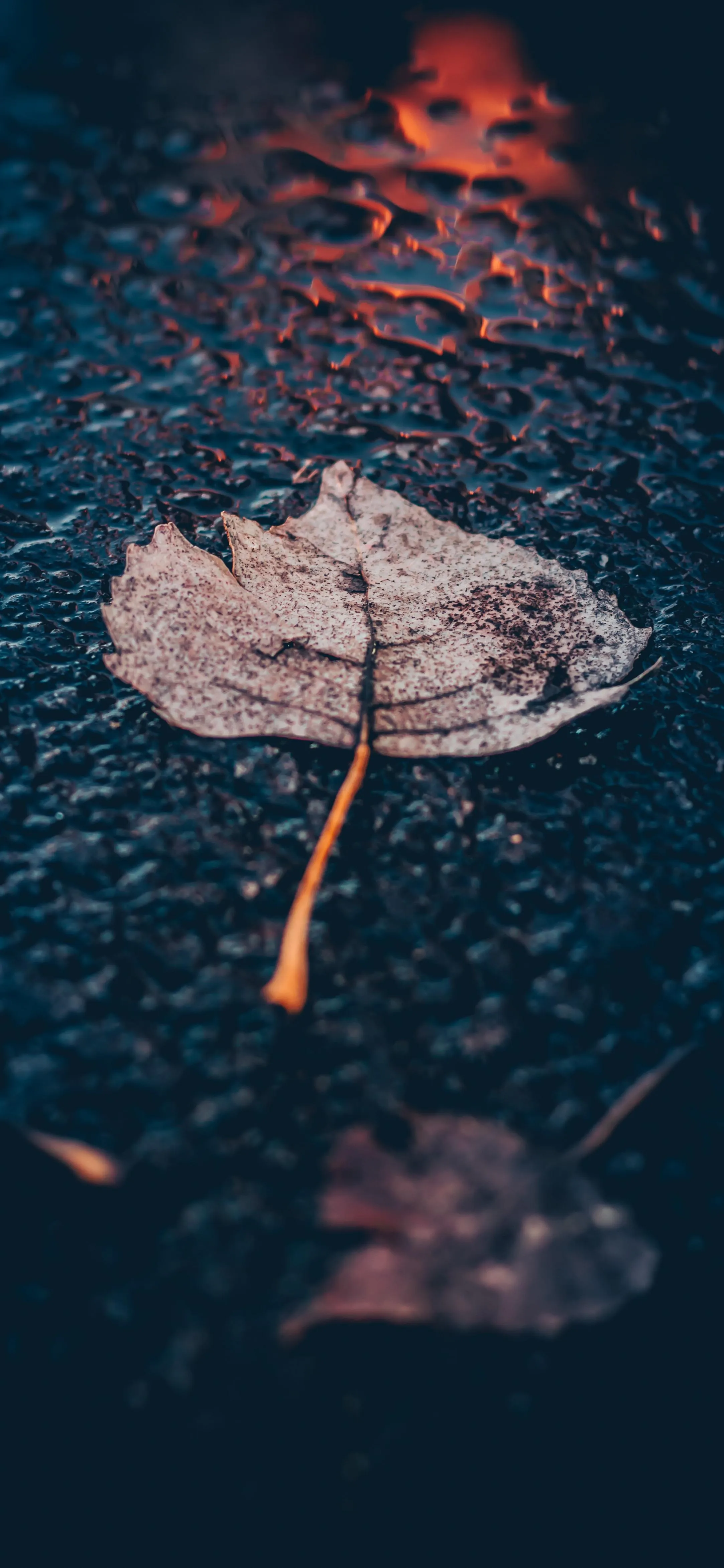 Autumn Leaf on Water Surface Calm Seasonal Aesthetic