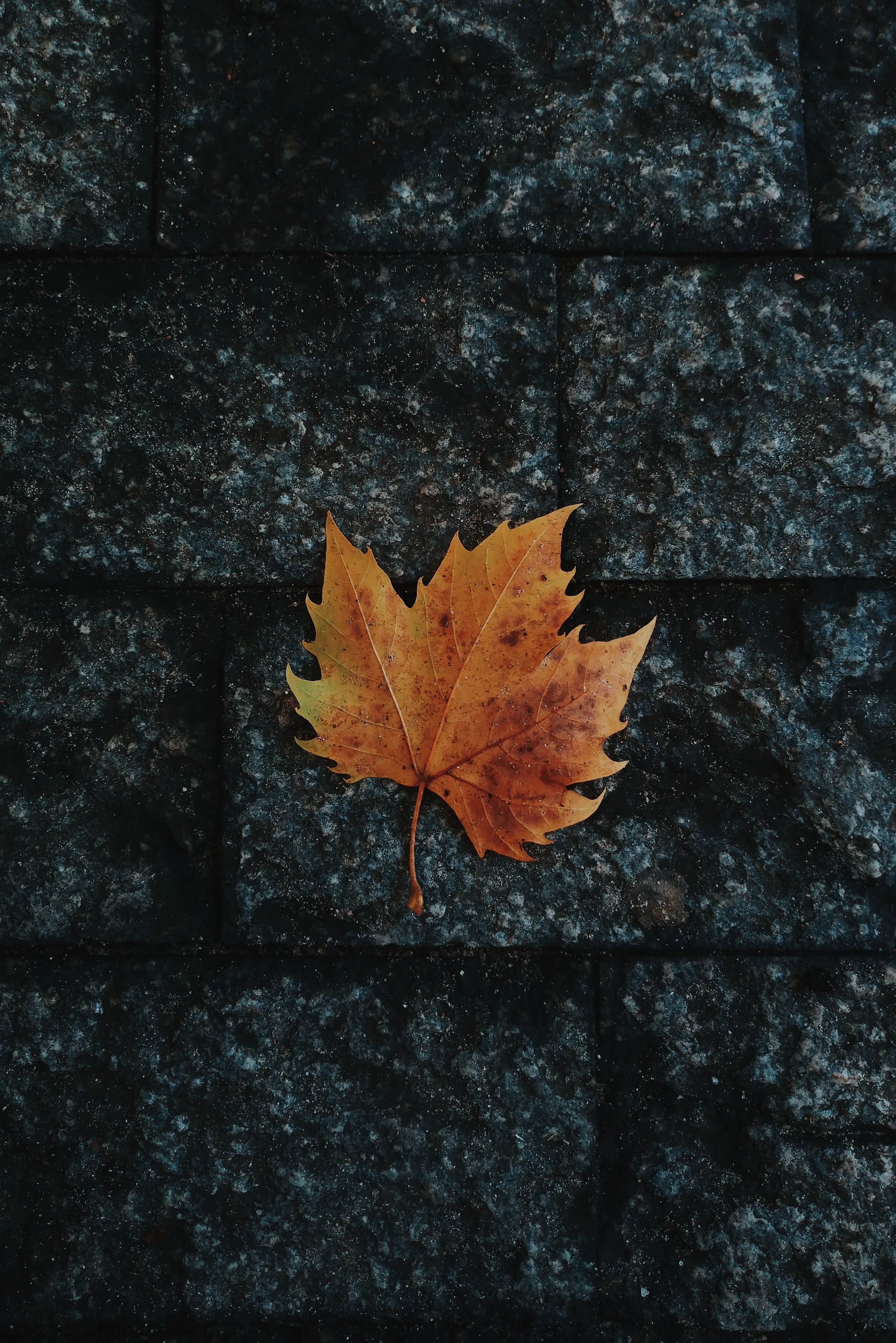 Autumn Leaf Resting on Wet Dark Stone Surface Wallpaper