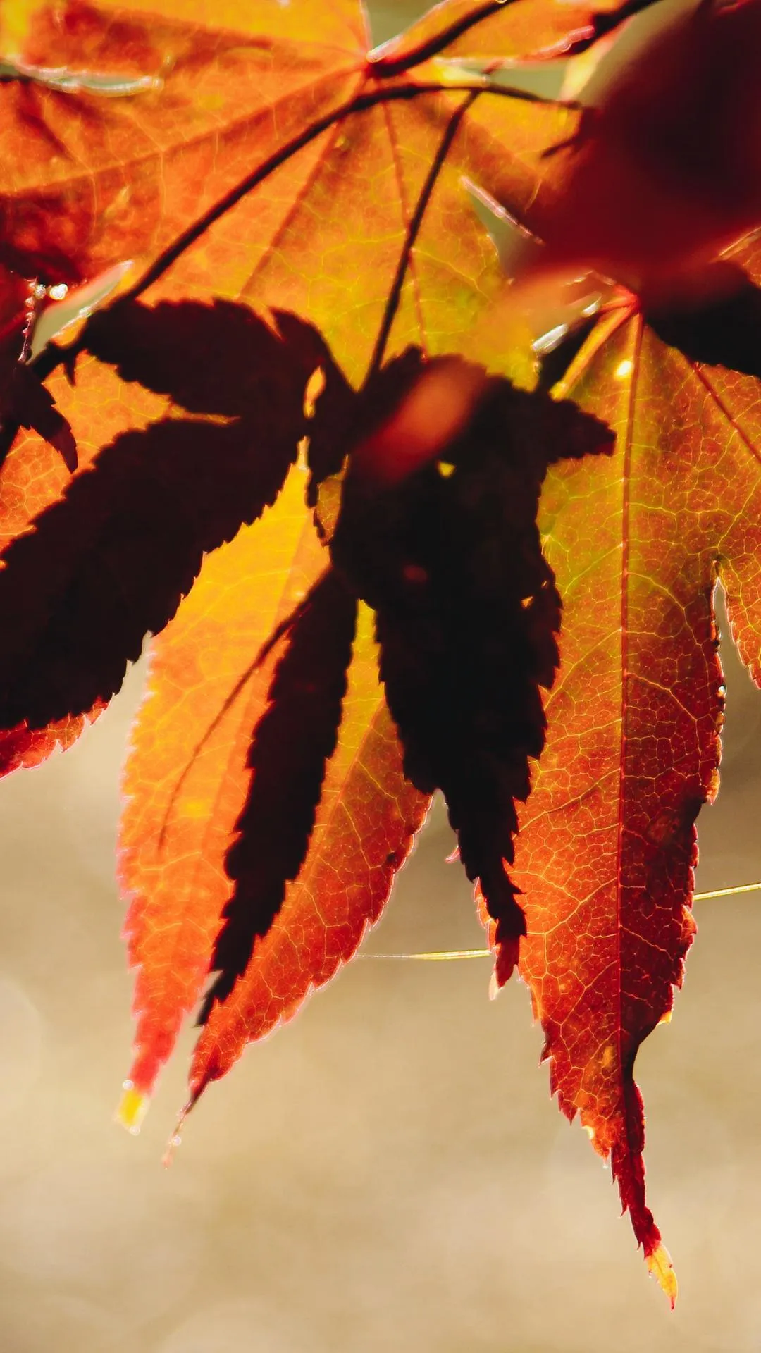 Autumn Leaves Close Up Mobile Background Design Wallpaper