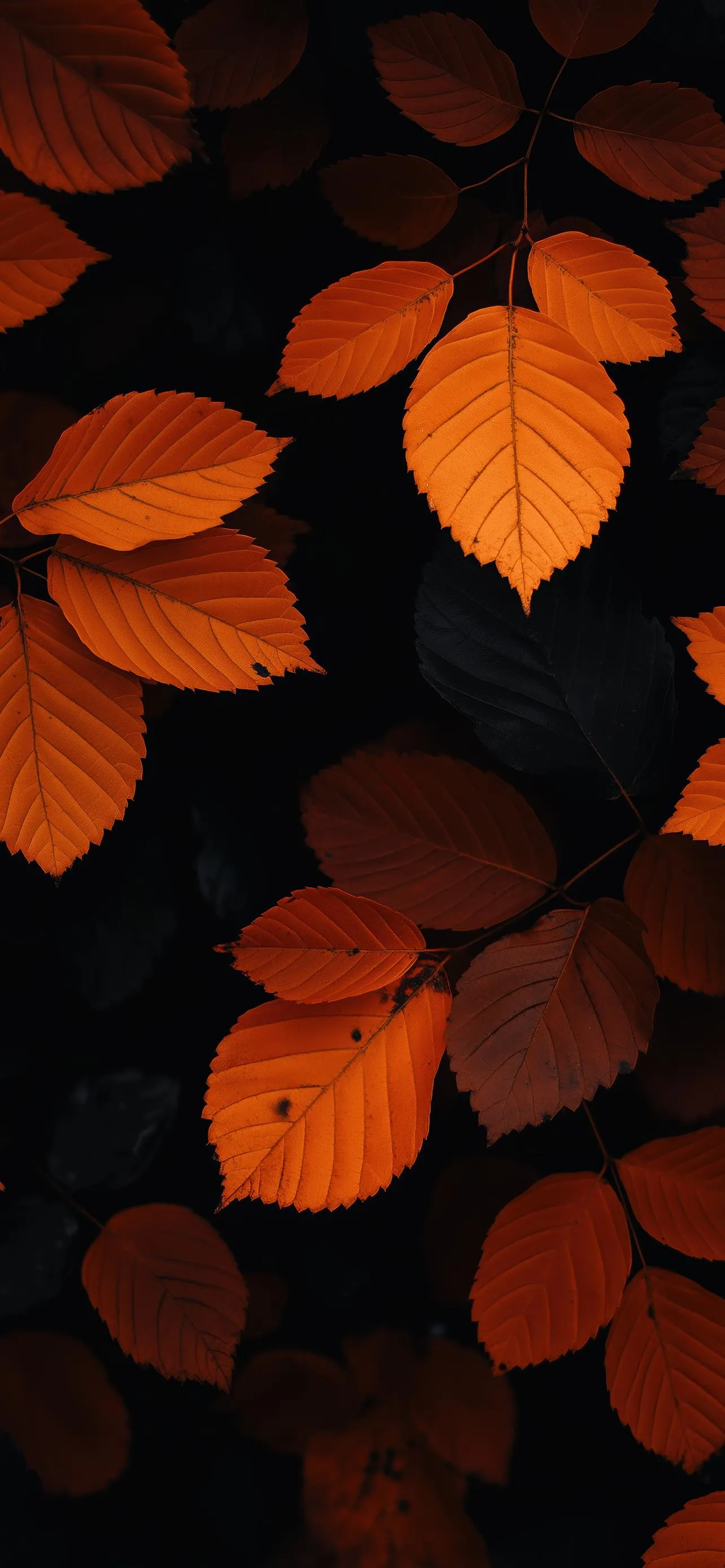 Autumn Leaves in Orange Tone on Dark Background Wallpaper