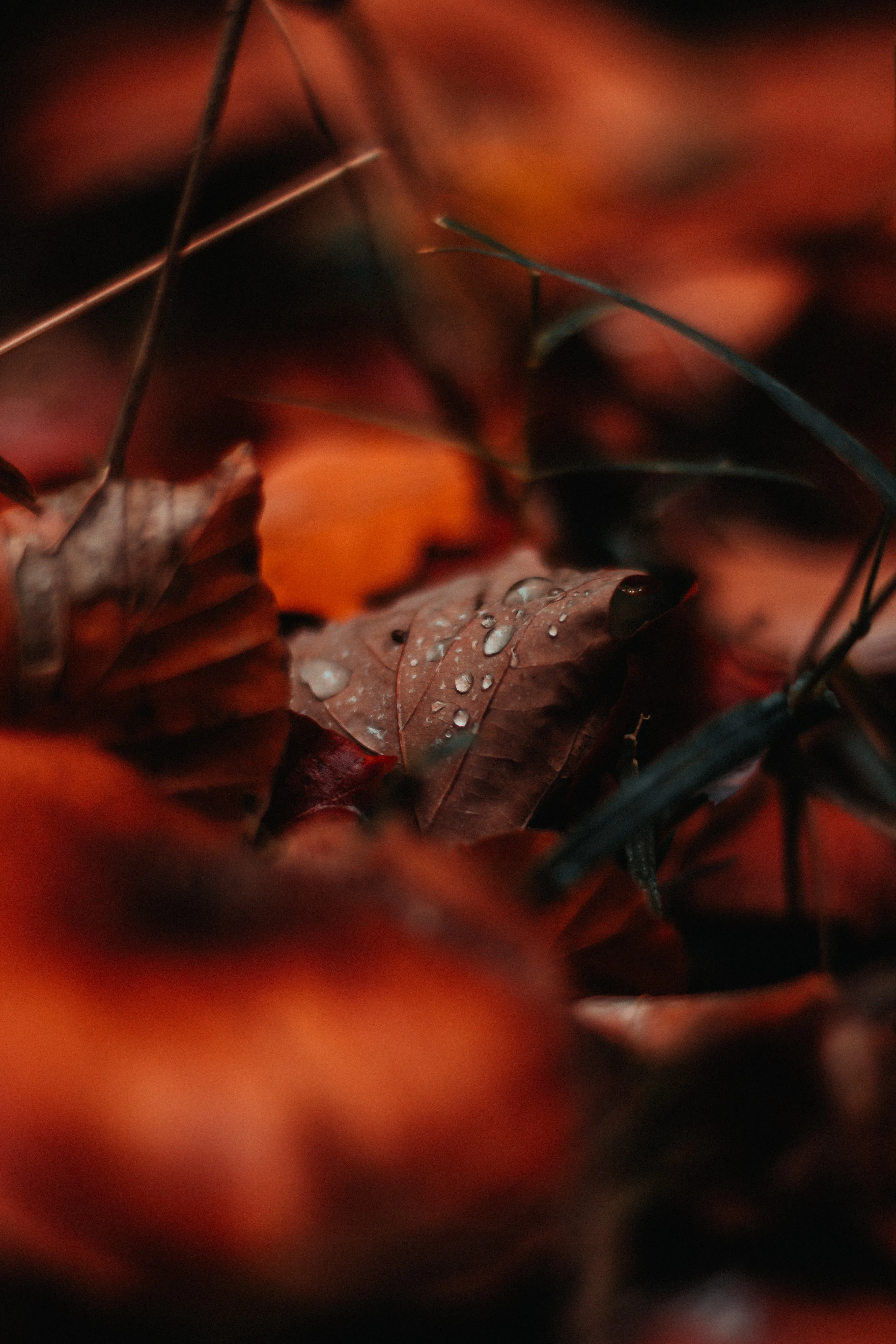 Autumn Leaves Macro Photography for Mobile Wallpaper