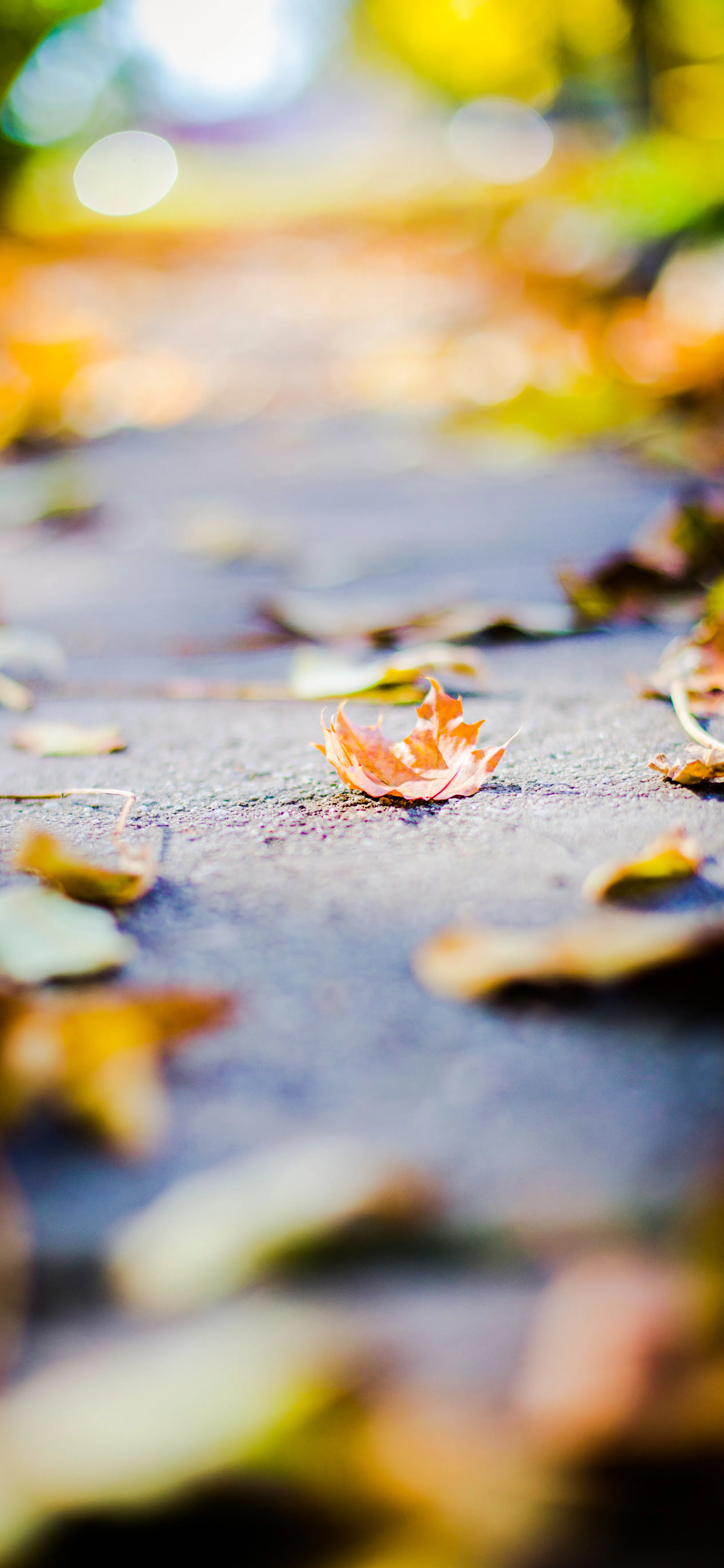 Autumn Leaves on Wet Road with Focused Foreground Closeup