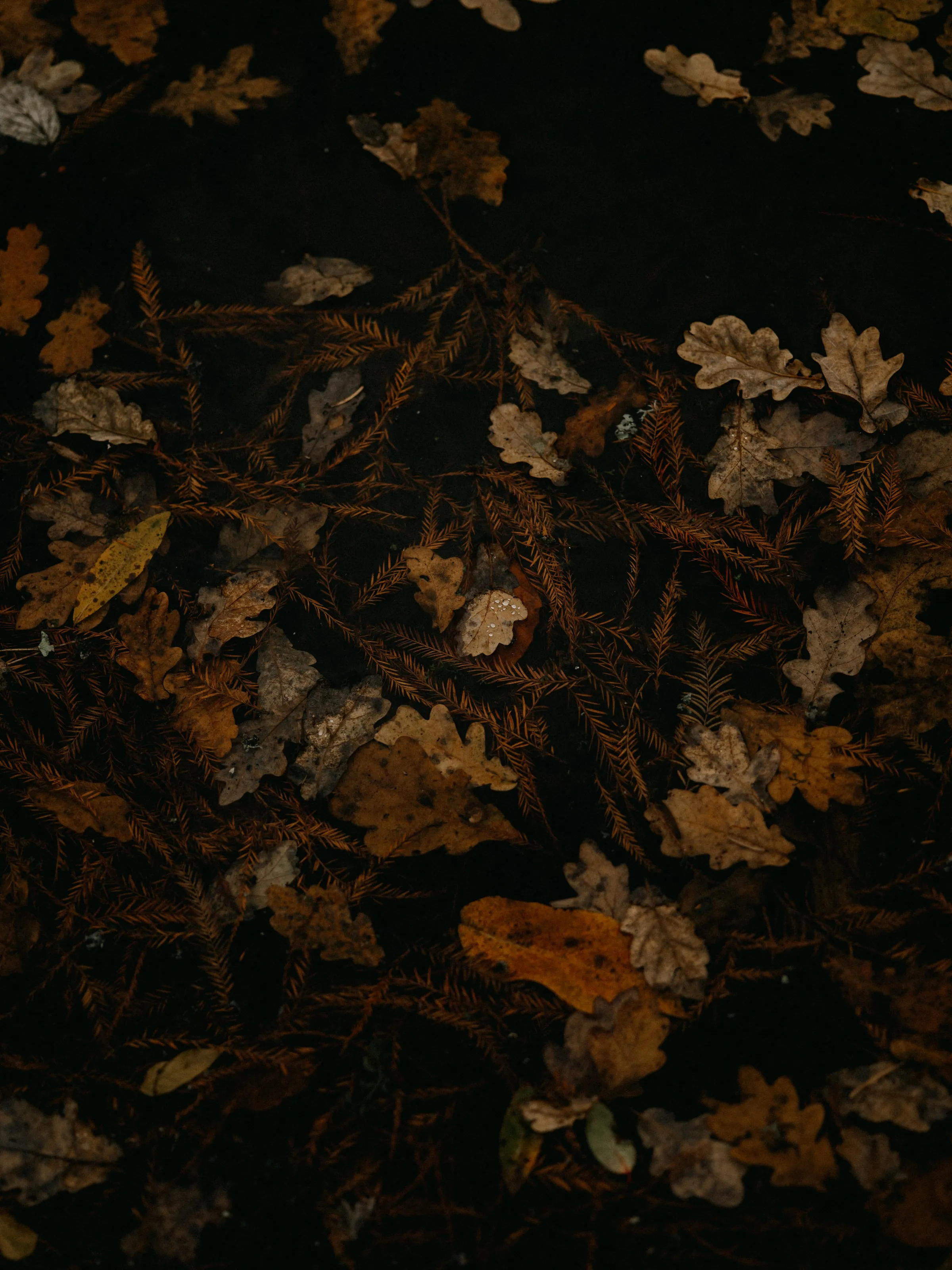 Autumn Leaves Pattern with Dark Brown Texture Wallpaper