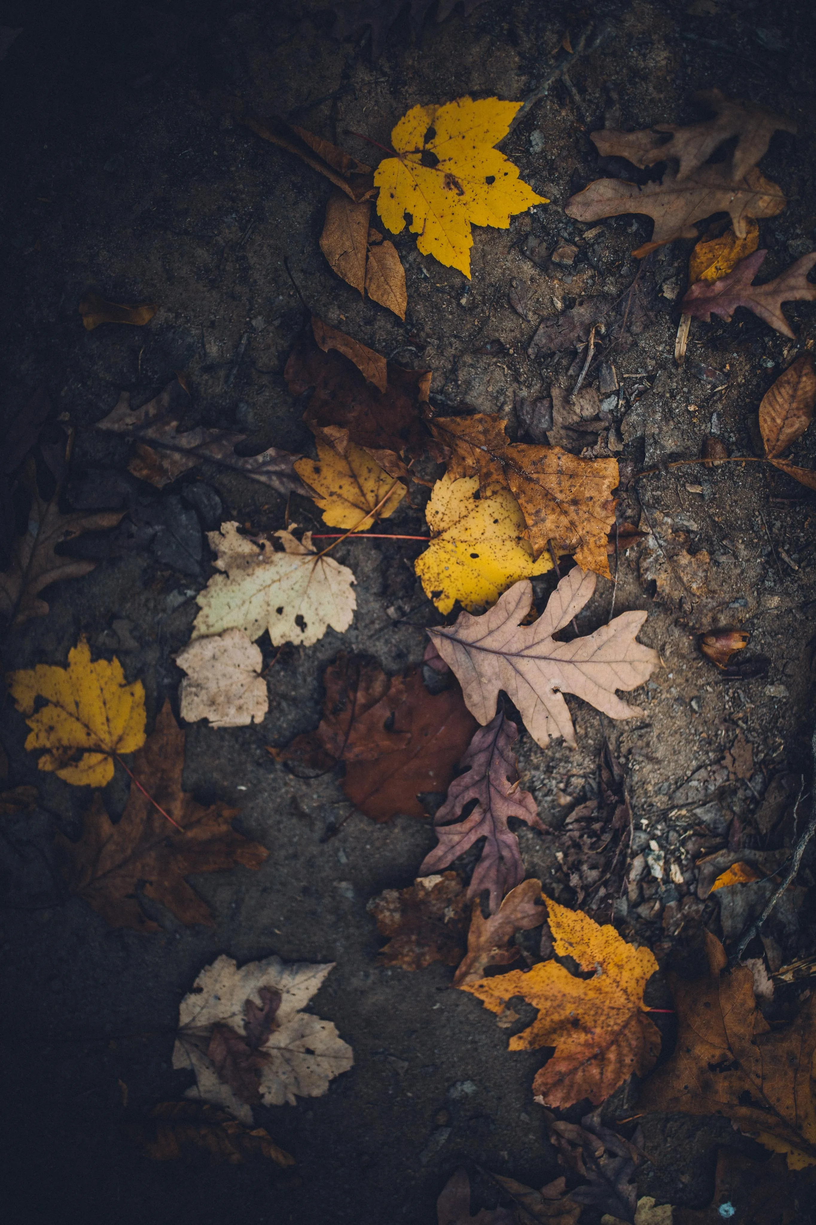 Autumn Leaves Scattered on Dark Forest Ground Image