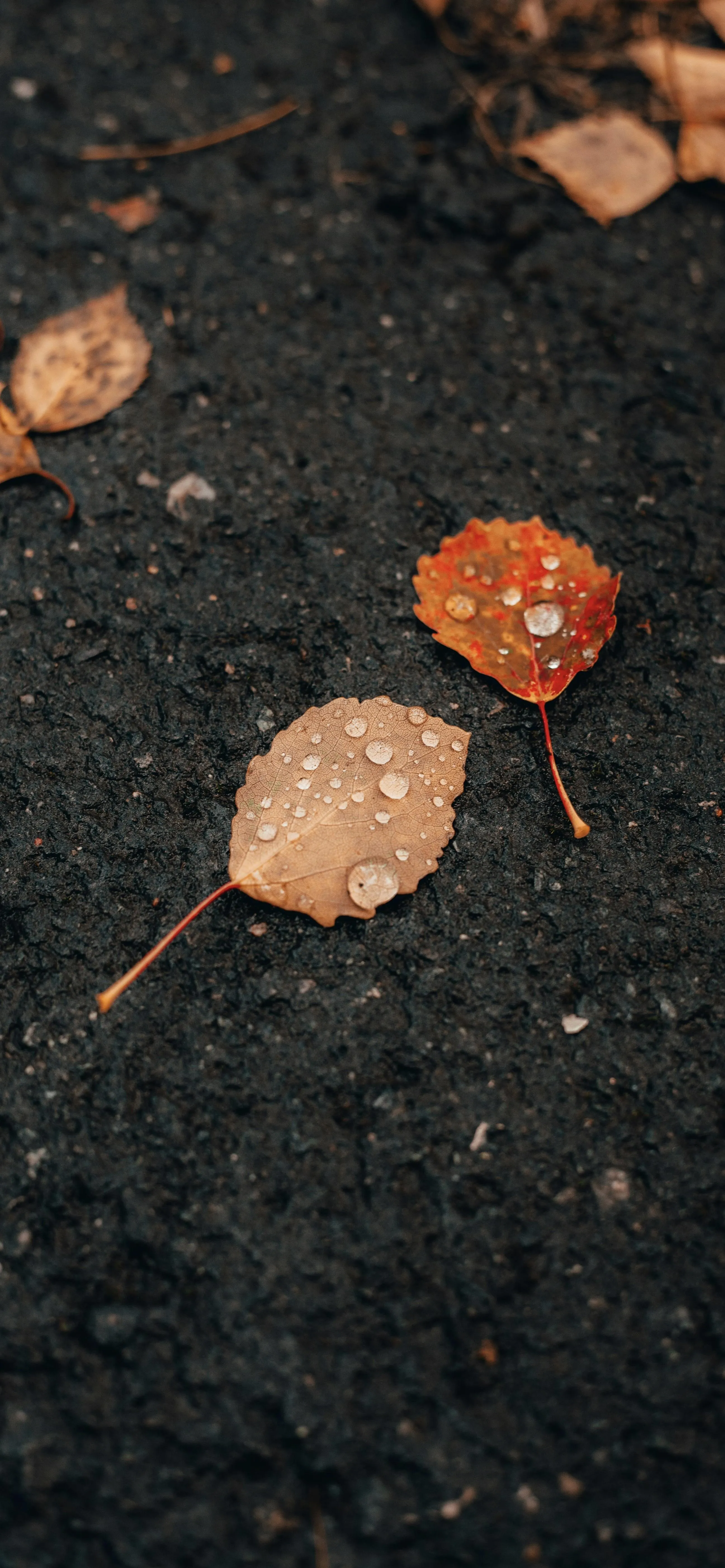 Autumn Leaves Scattered on Dark Pavement Background