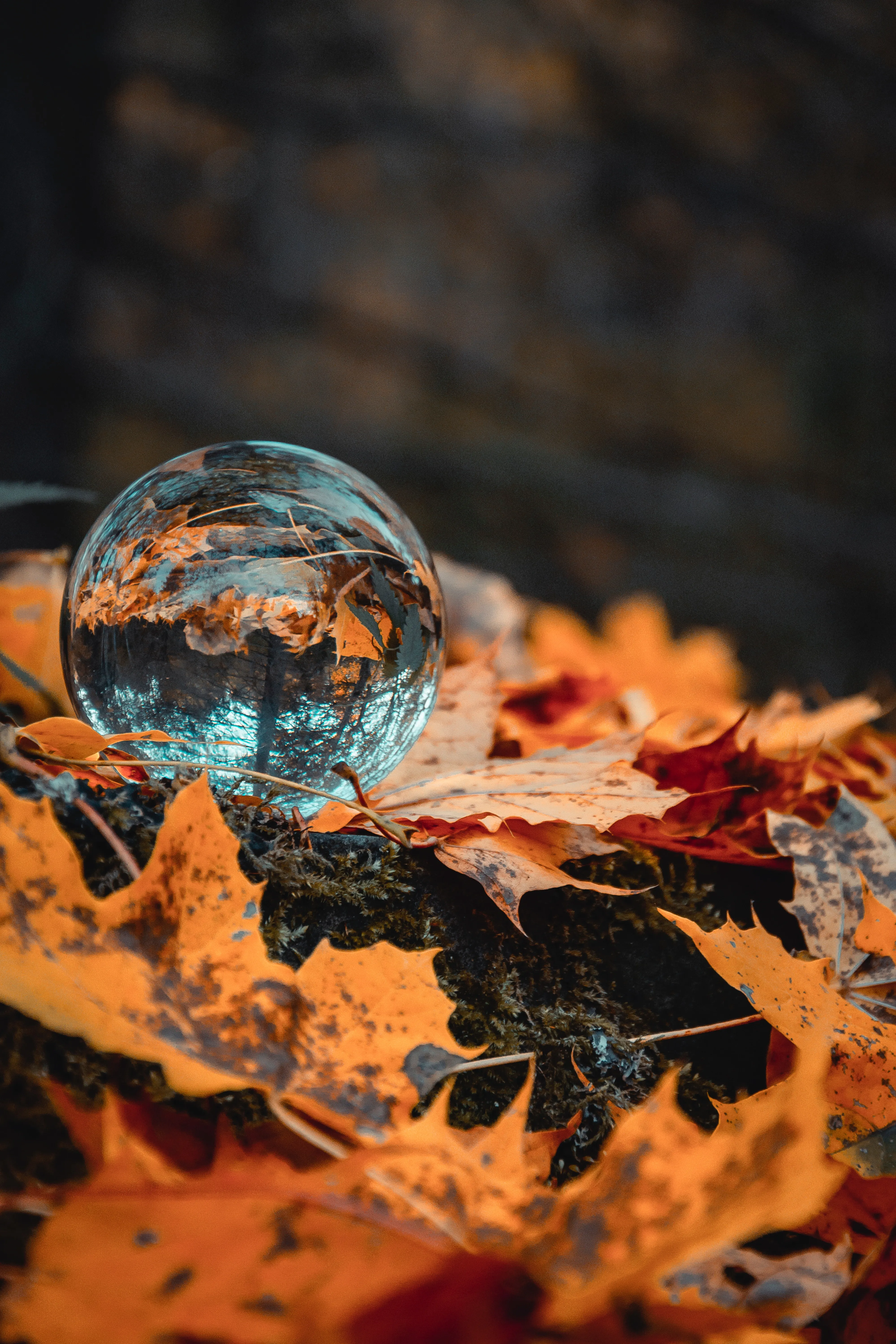 Autumn Leaves with Crystal Sphere Reflection Wallpaper