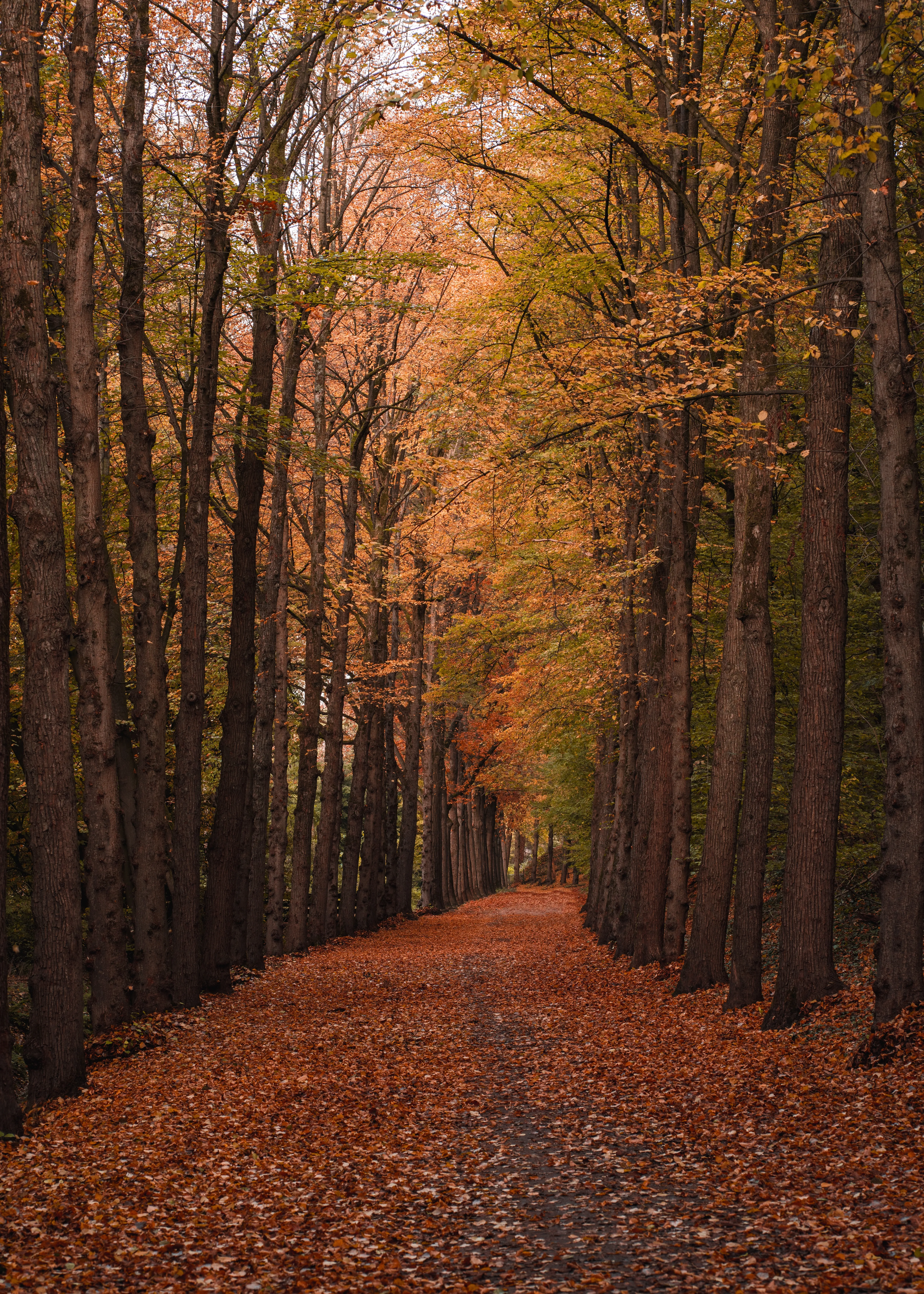 Autumn Path Surrounded by Tall Brown Forest Trees Wallpaper