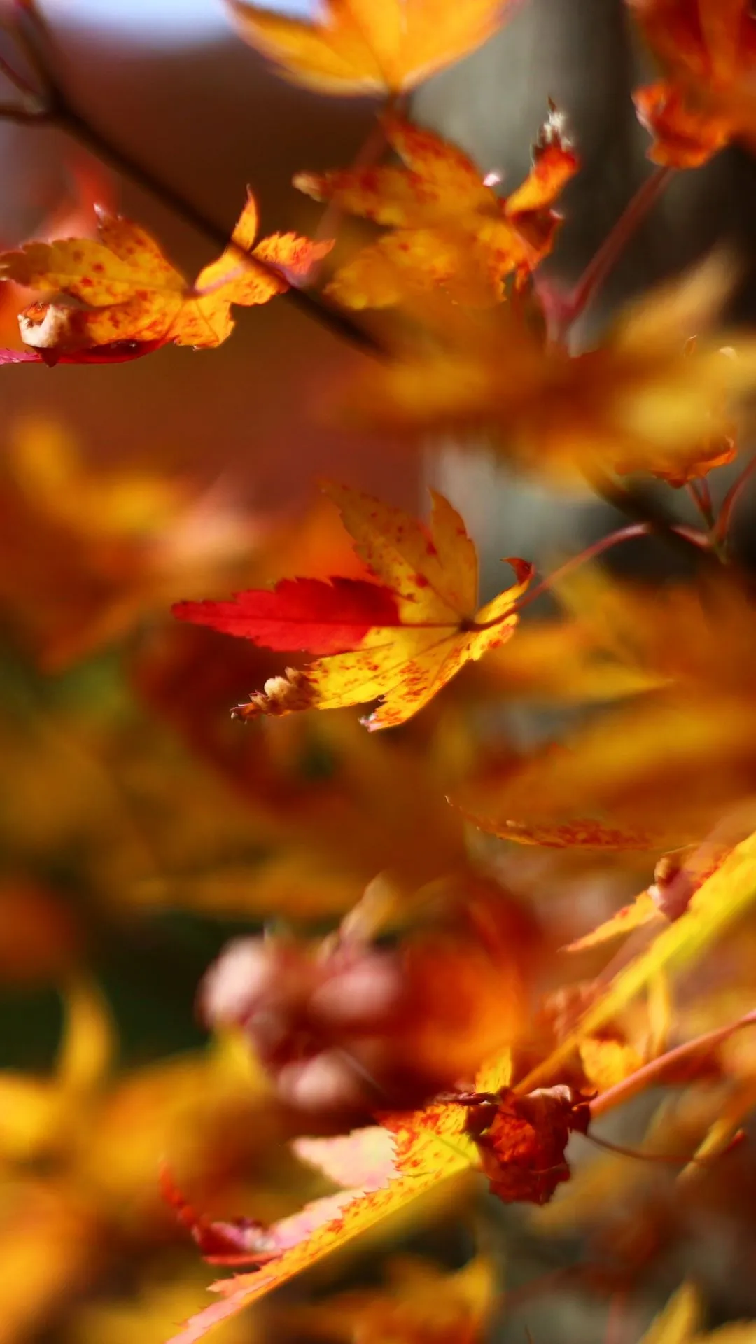 Autumn Scene with Falling Leaves and Warm Sunlight