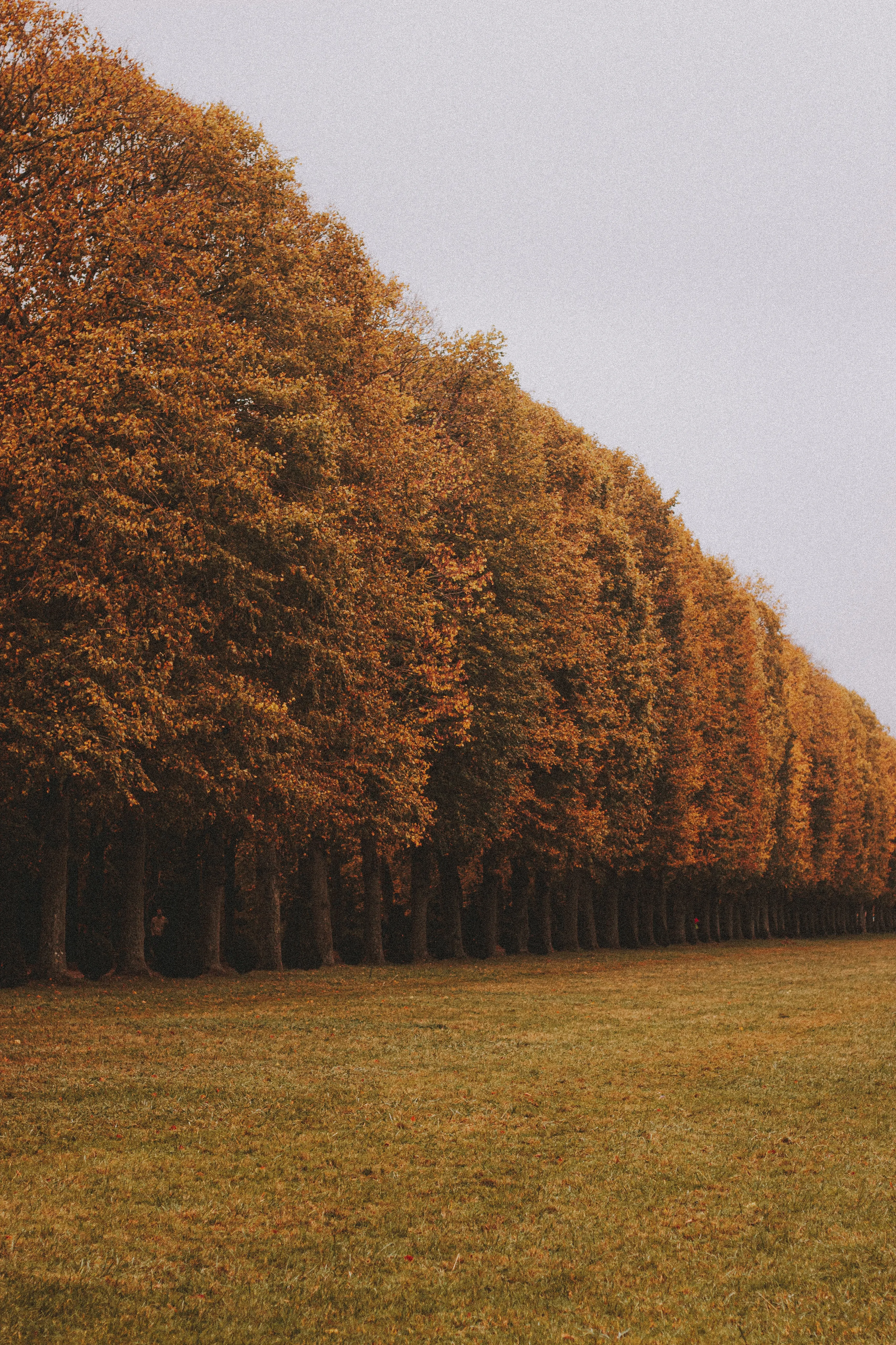 Autumn Trees in Orange Field under Clear Sky Wallpaper