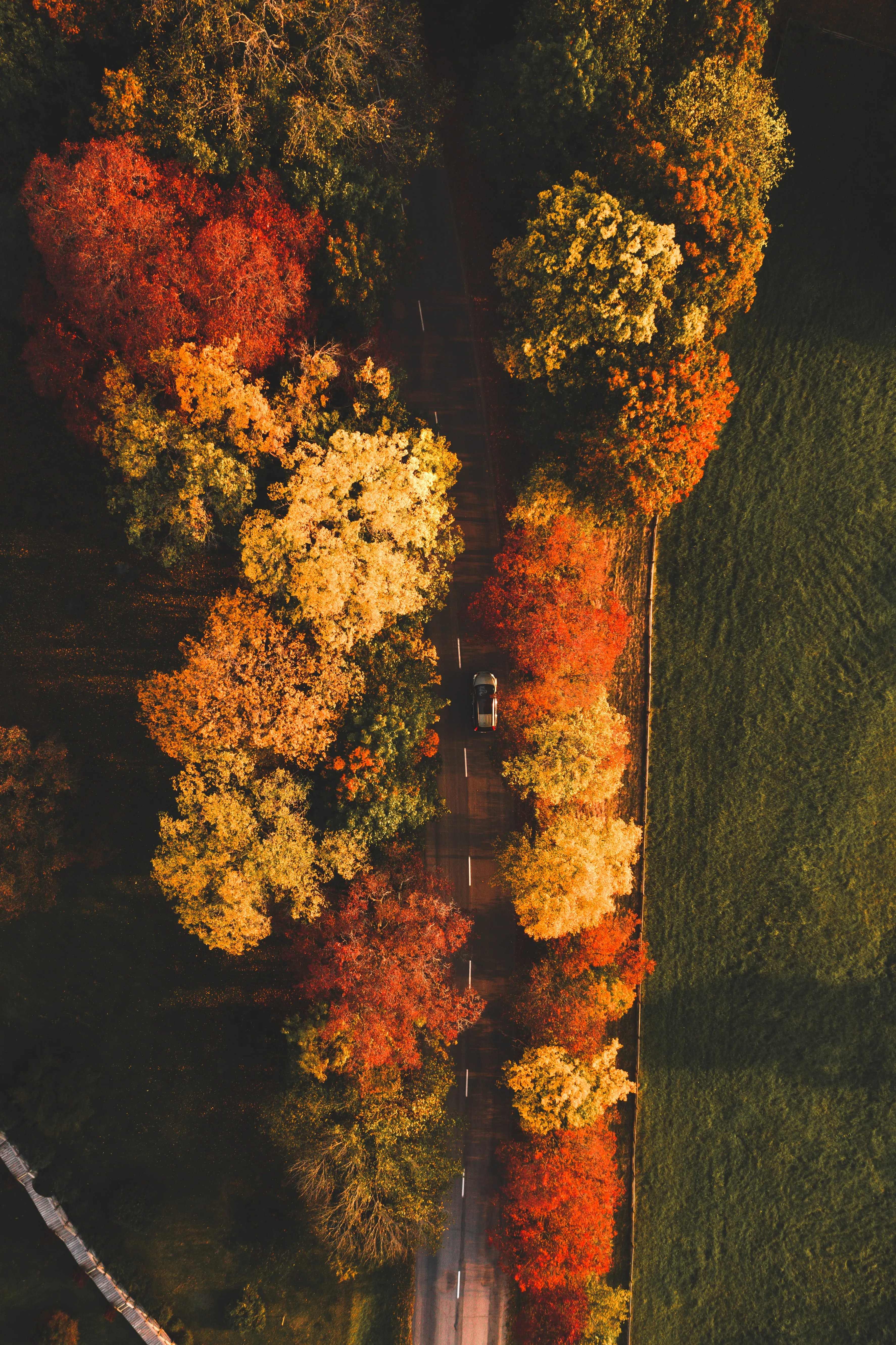 Autumn Trees Lining Road in Aerial View HD Wallpaper