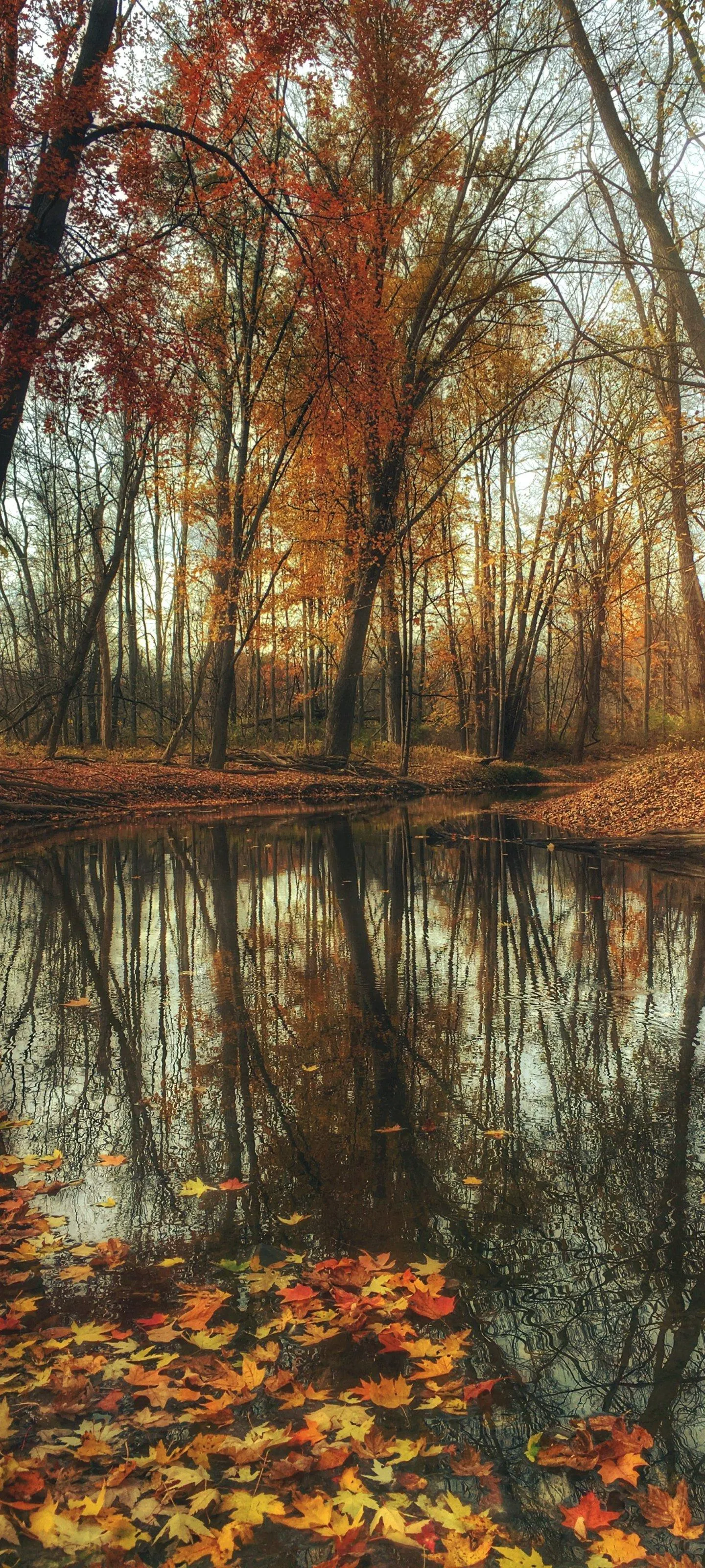 Autumn Trees Reflected on Lake with Fallen Leaves Image