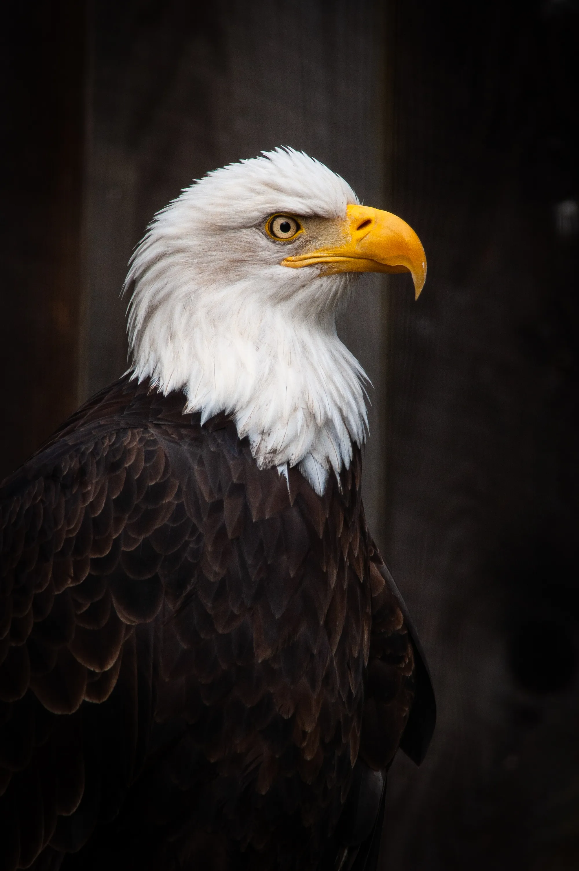 Bald Eagle Portrait with Dark Dramatic Lighting Wallpaper