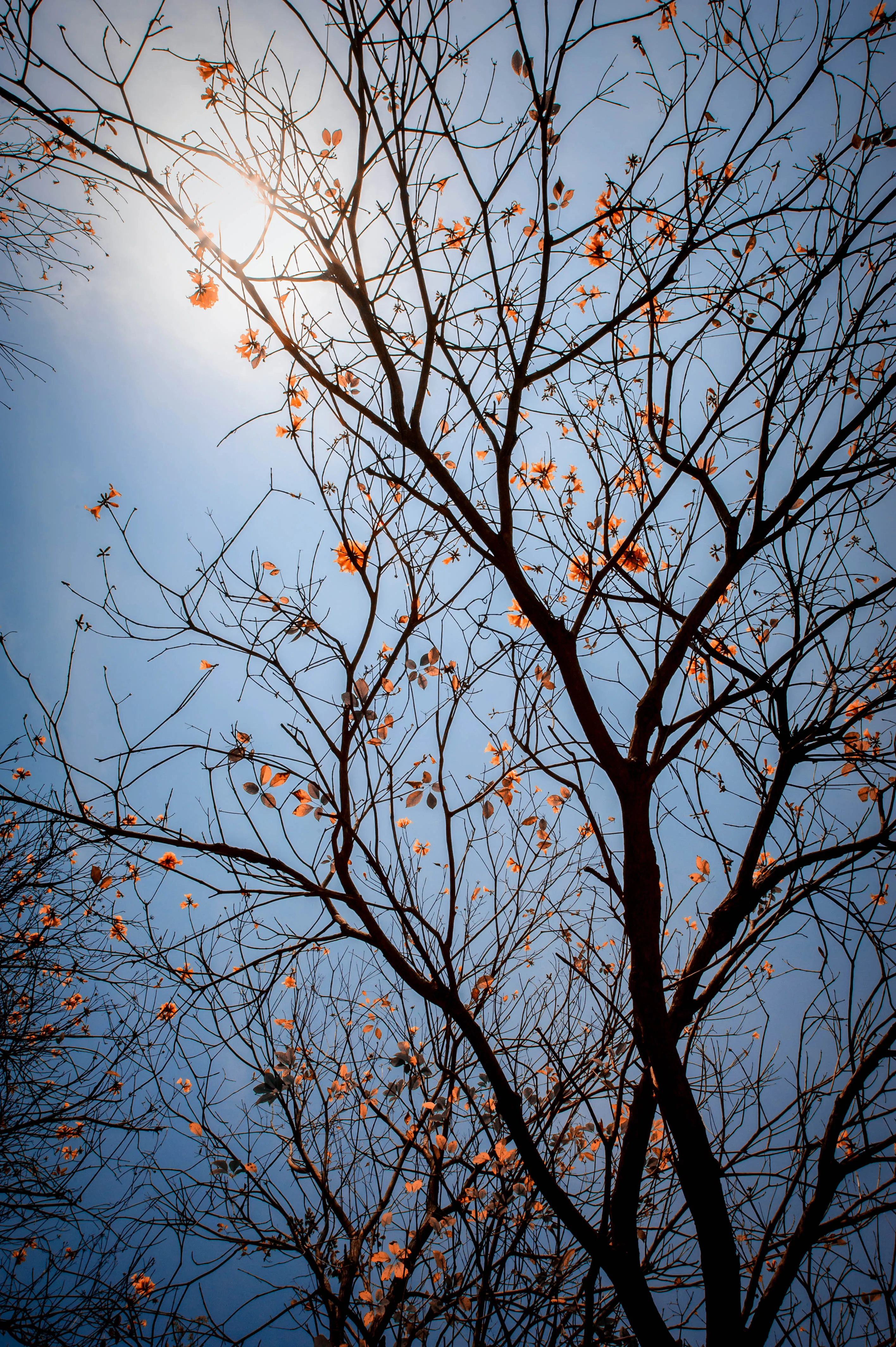 Bare Tree Branches Reaching Up Toward Morning Sun Wallpaper