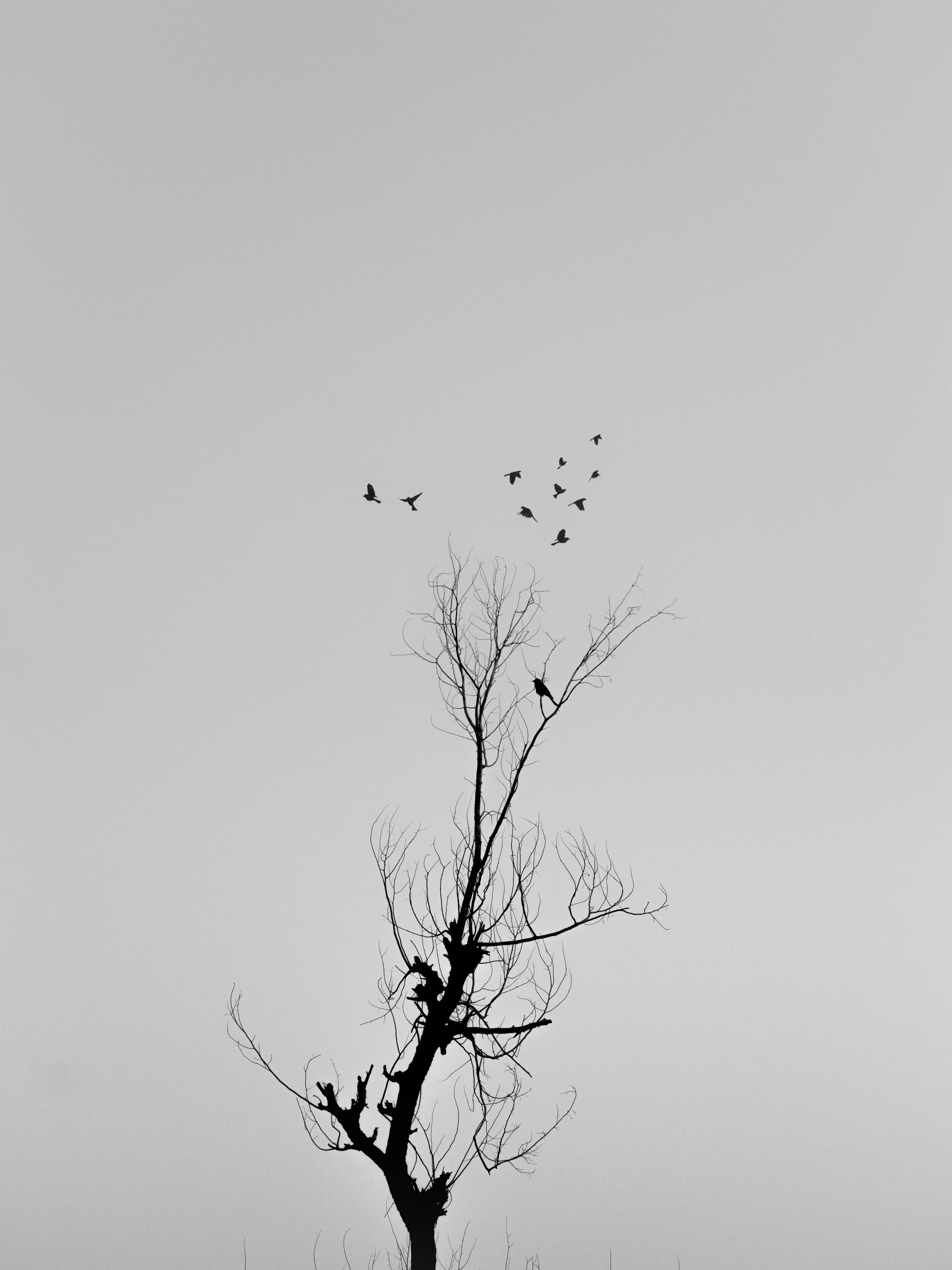 Bare Tree Standing Alone in a Grey Misty Sky Wallpaper