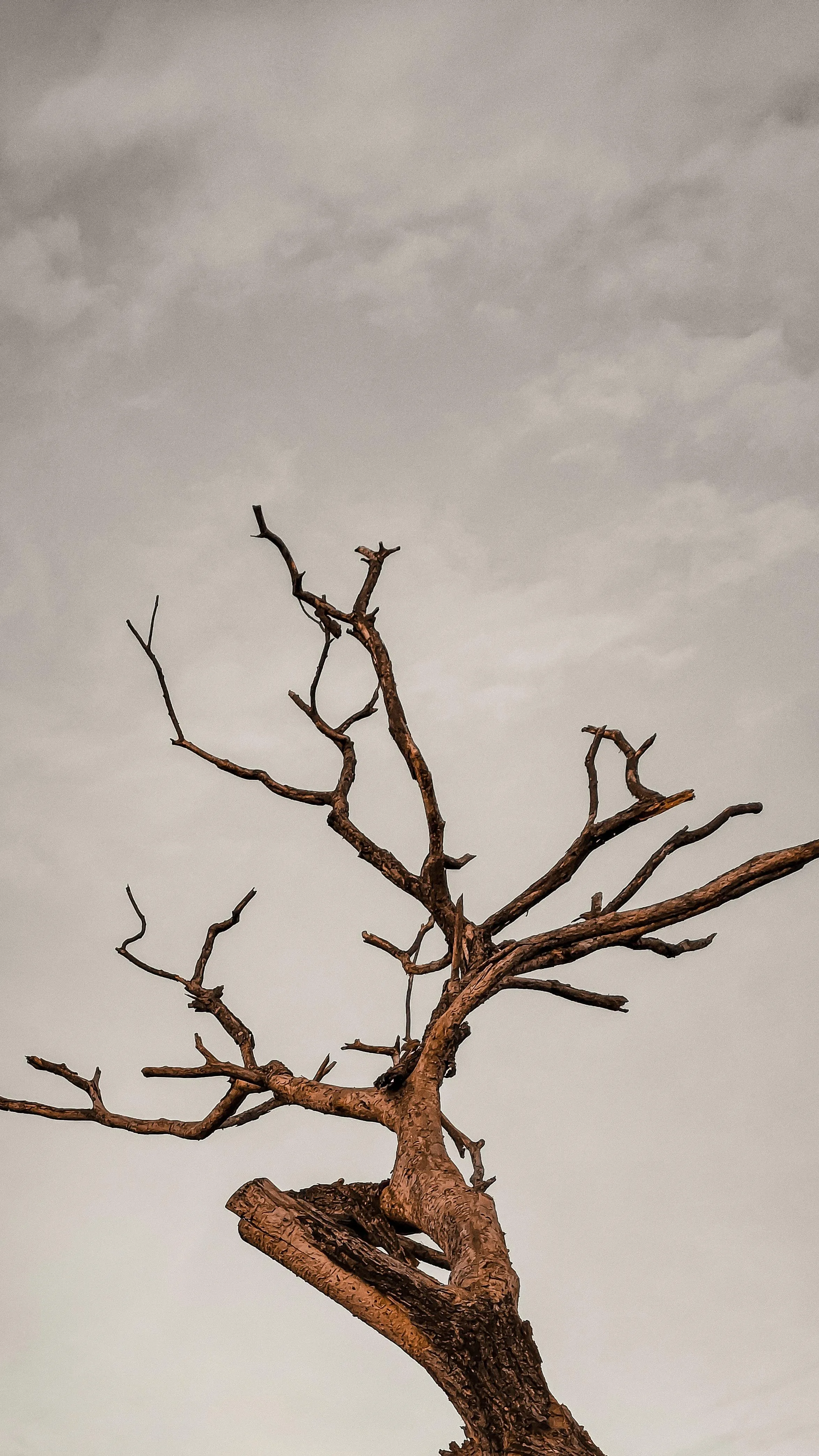 Bare Tree Standing Alone Under a Soft Cloudy Sky Wallpaper
