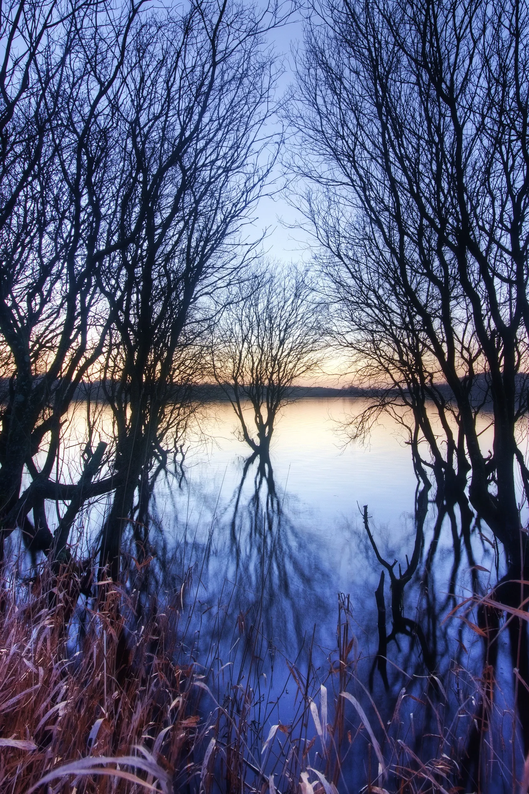 Bare Trees Reflected in Calm Water Surface Wallpaper