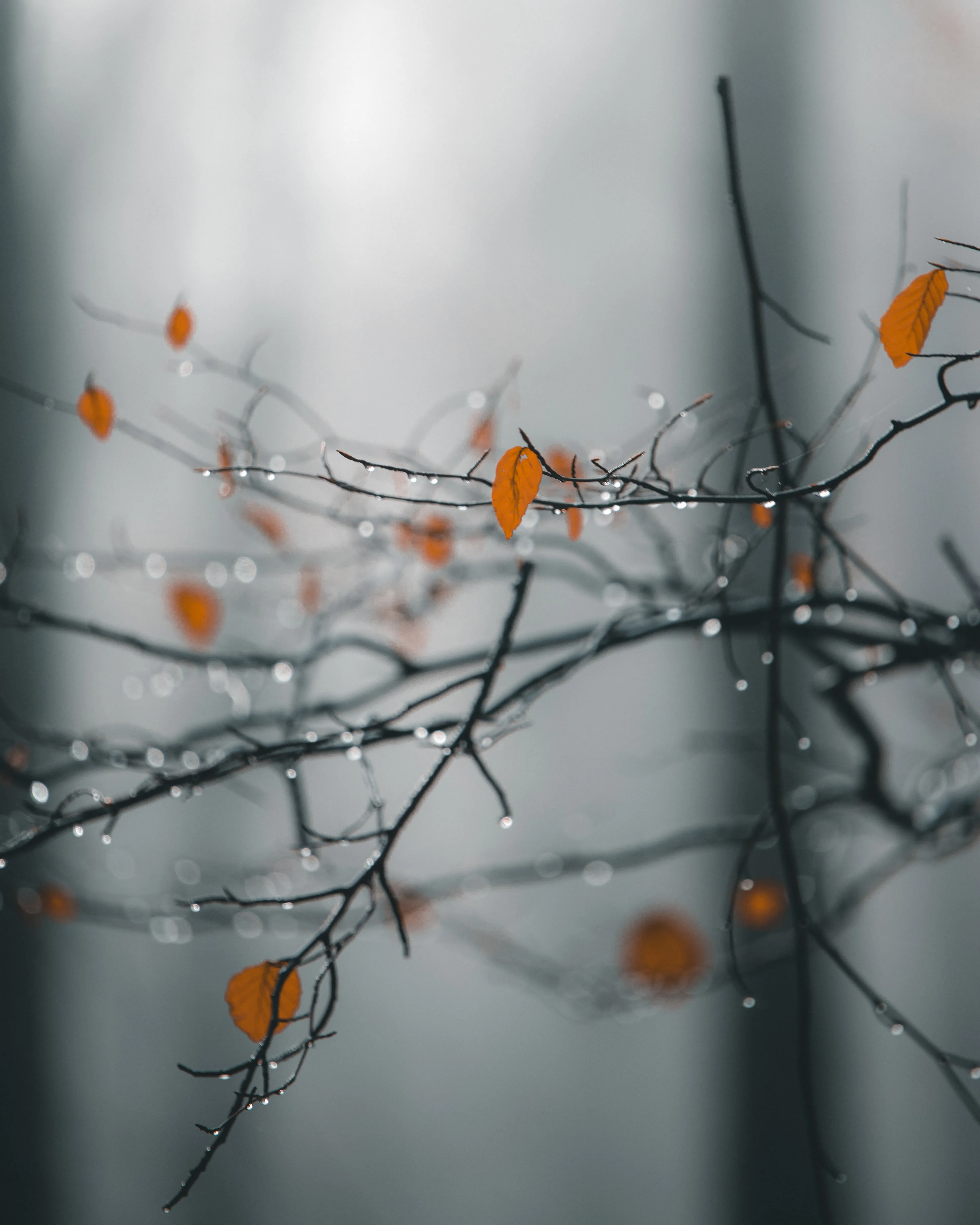 Beautiful Autumn Branches with Orange Leaves and Raindrop