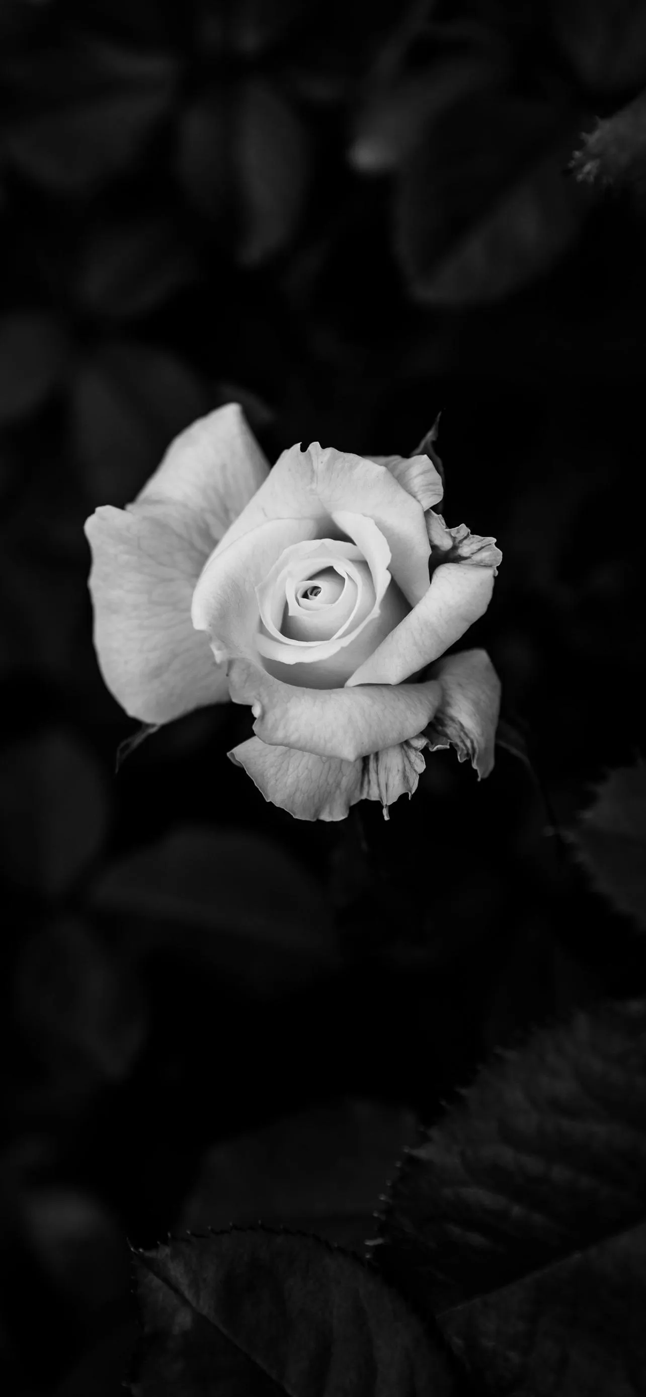 Beautiful Black and White Rose Elegant Mobile Wallpaper