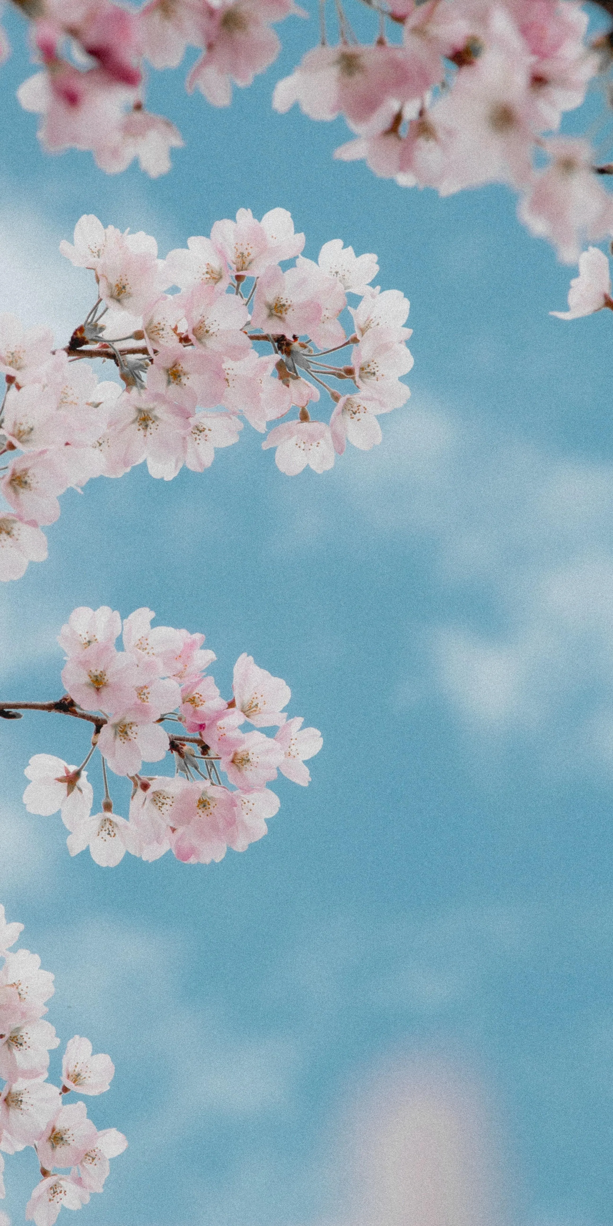 Beautiful Blooming Cherry Blossoms in Blue Sky Scene