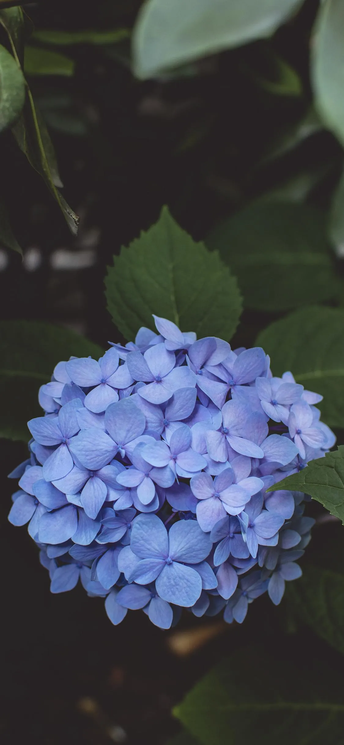 Beautiful Blue Hydrangea Flower with Green Leaves Wallpaper