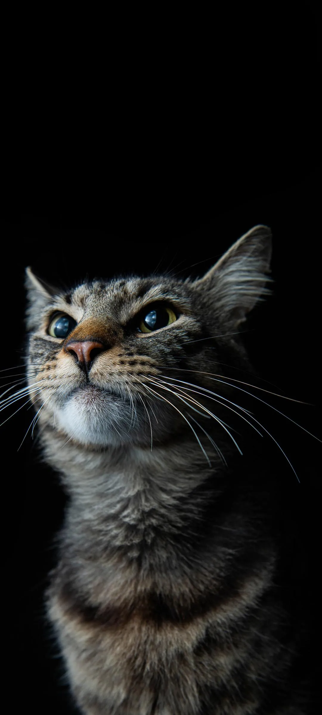 Beautiful Cat Portrait with Soft Focus Lighting Wallpaper