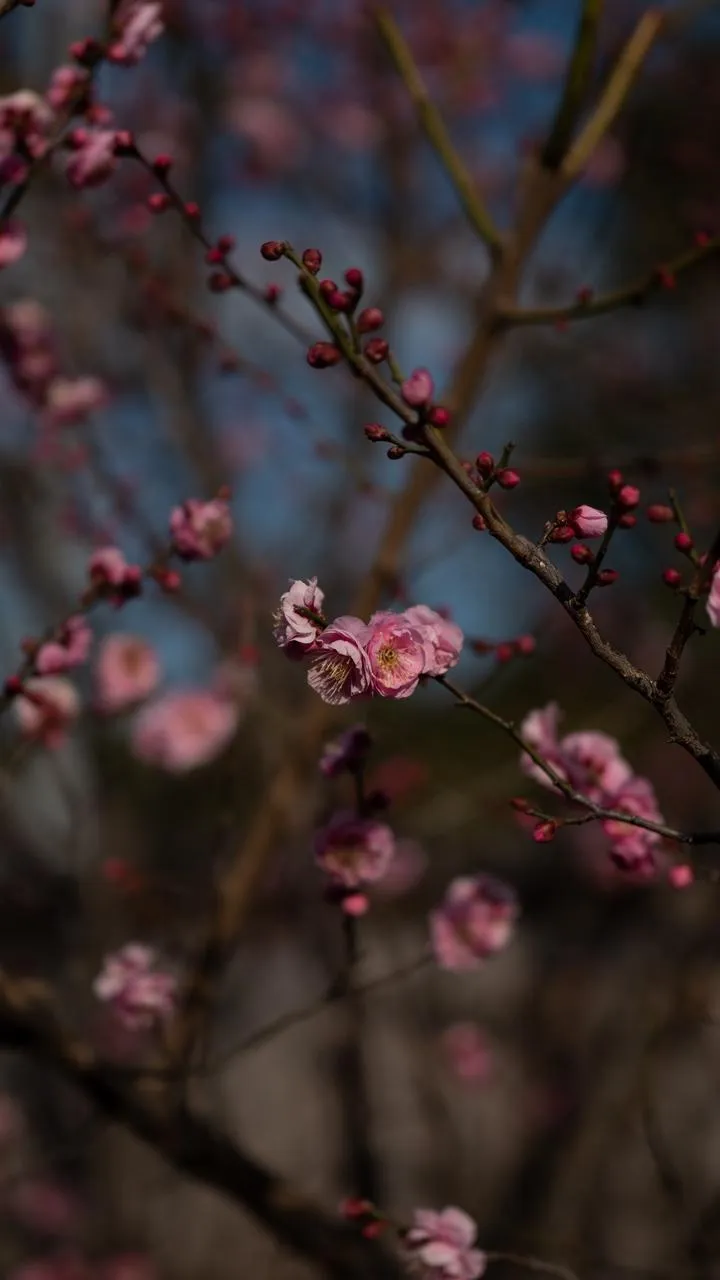 Beautiful Cherry Blossom Branch Close Up Elegant Wallpaper