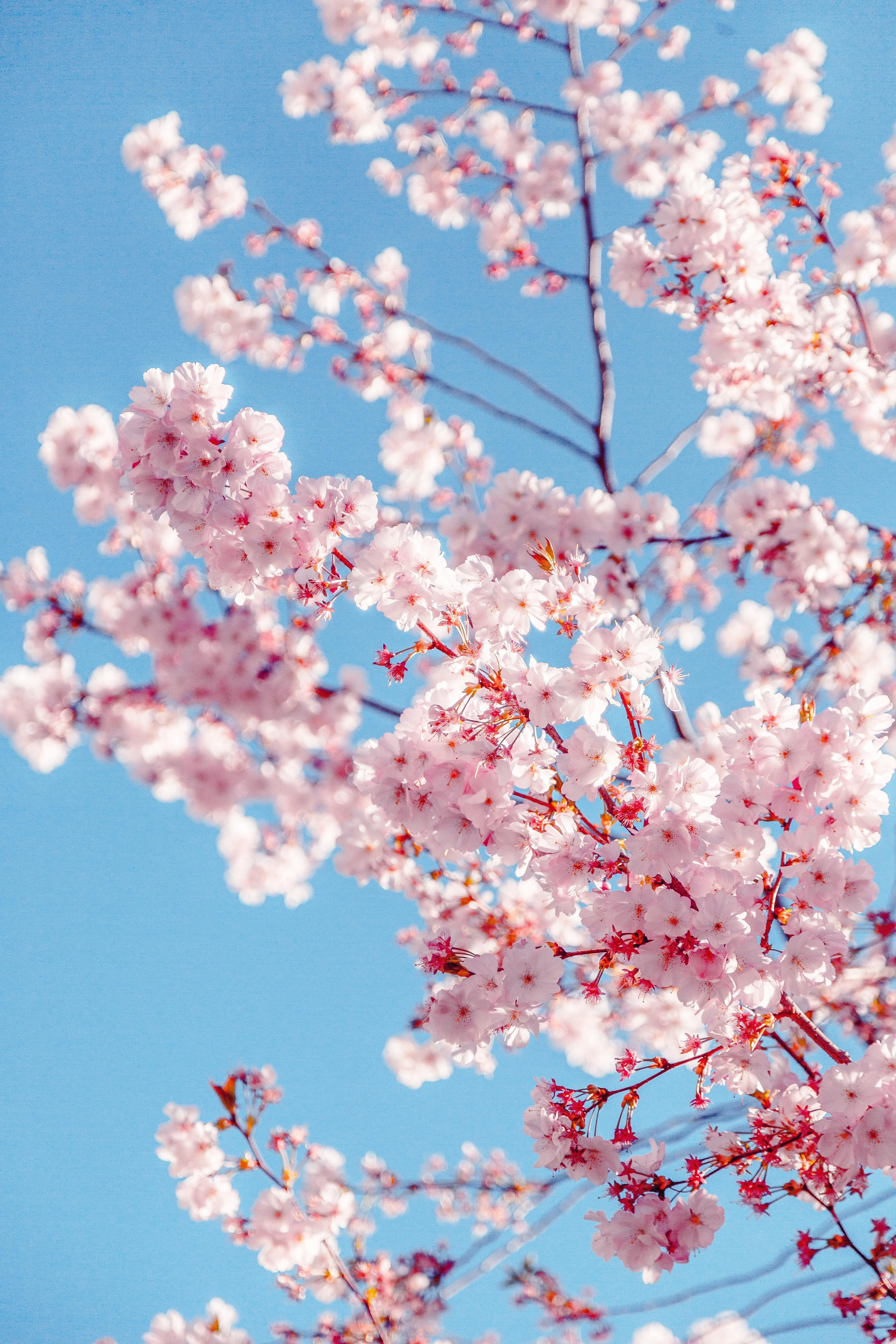 Beautiful Cherry Blossom Tree Under Clear Blue Sky Wallpaper