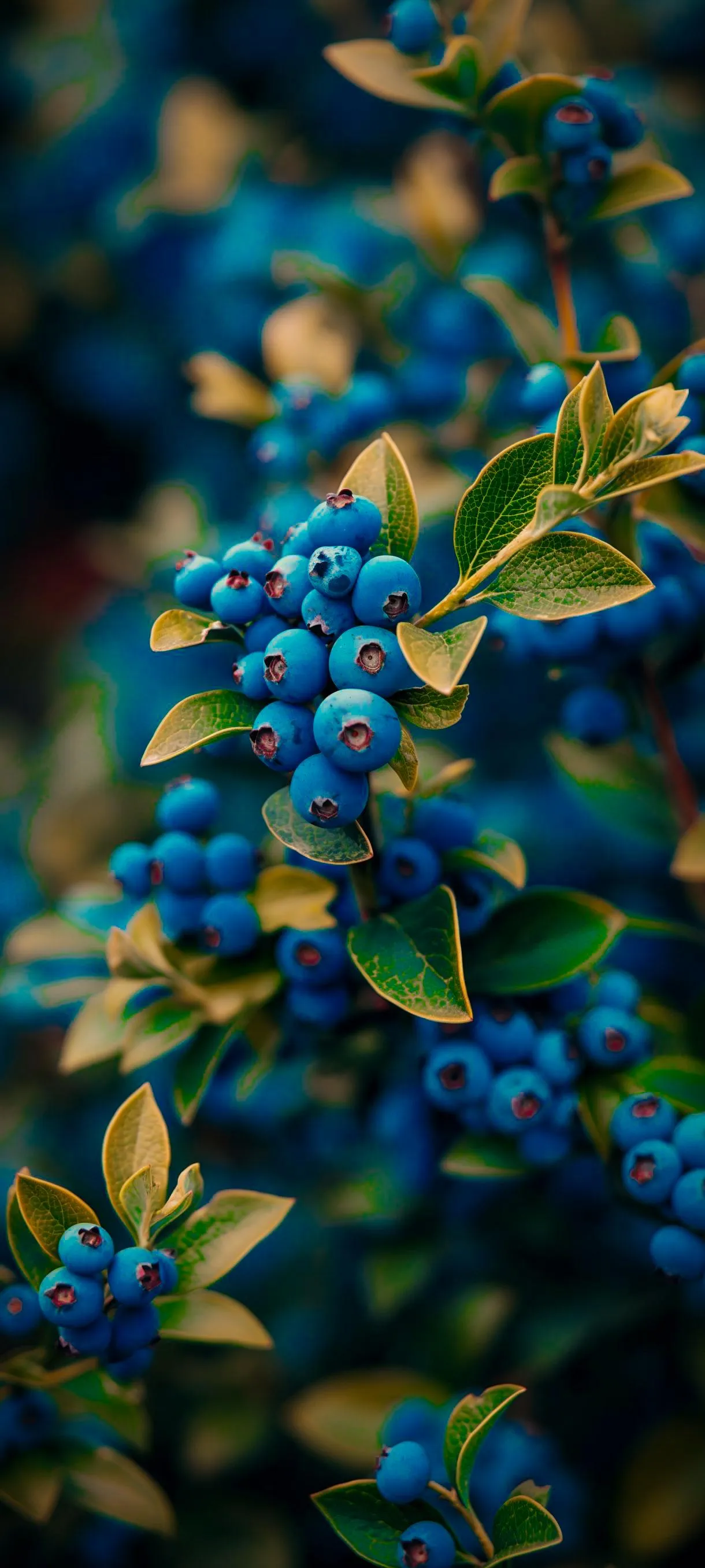 Beautiful Close Up of Blue Flowers in Natural Light