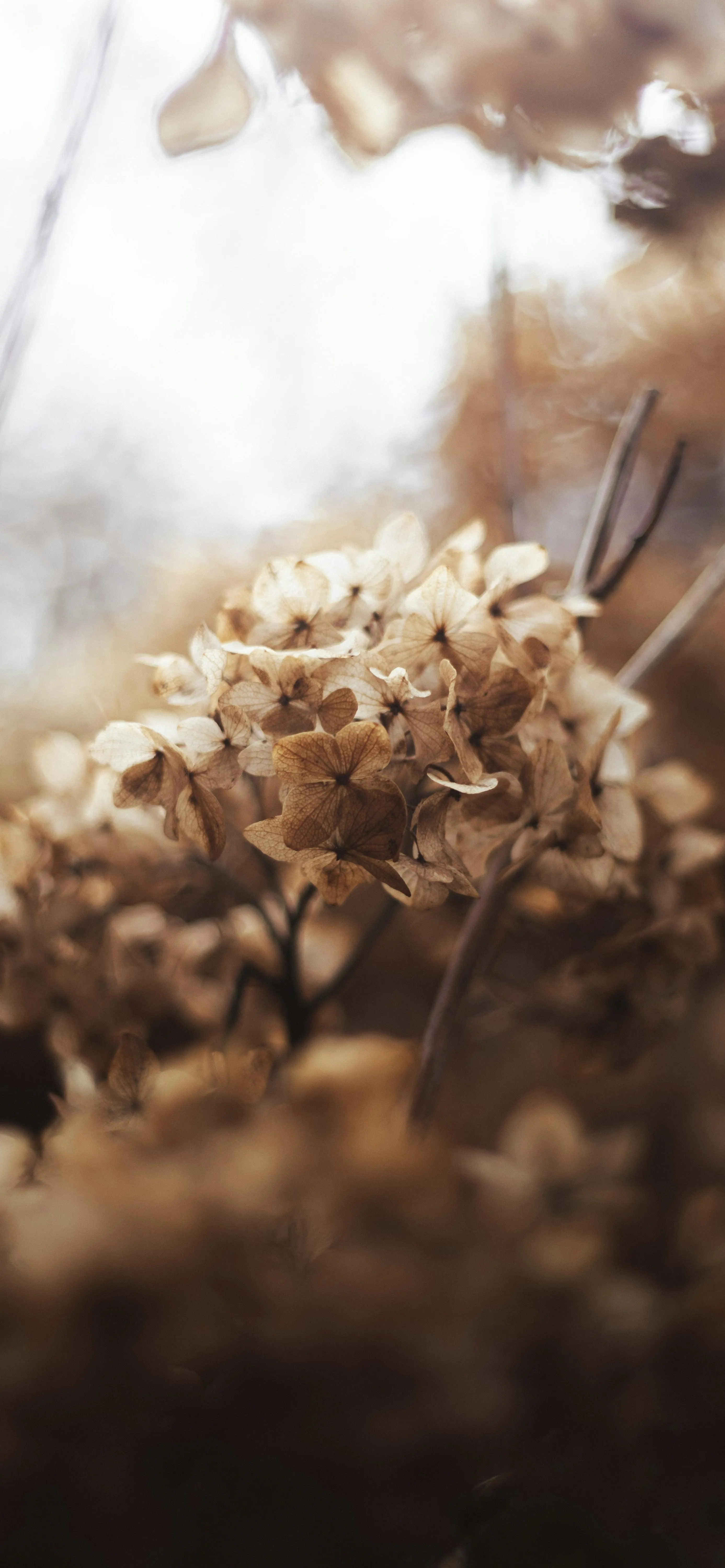 Beautiful Close Up of Dried Flowers in Nature Wallpaper