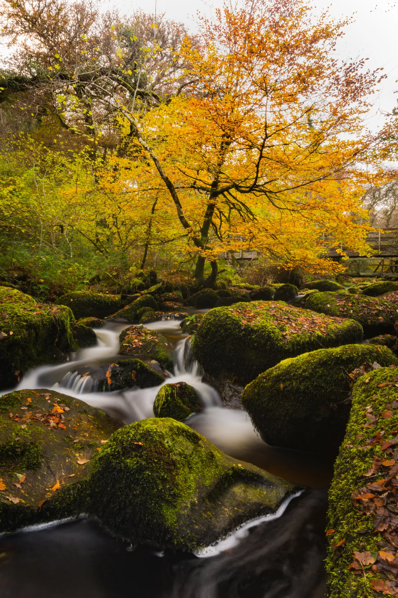Beautiful Forest Stream Flowing Under Autumn Trees