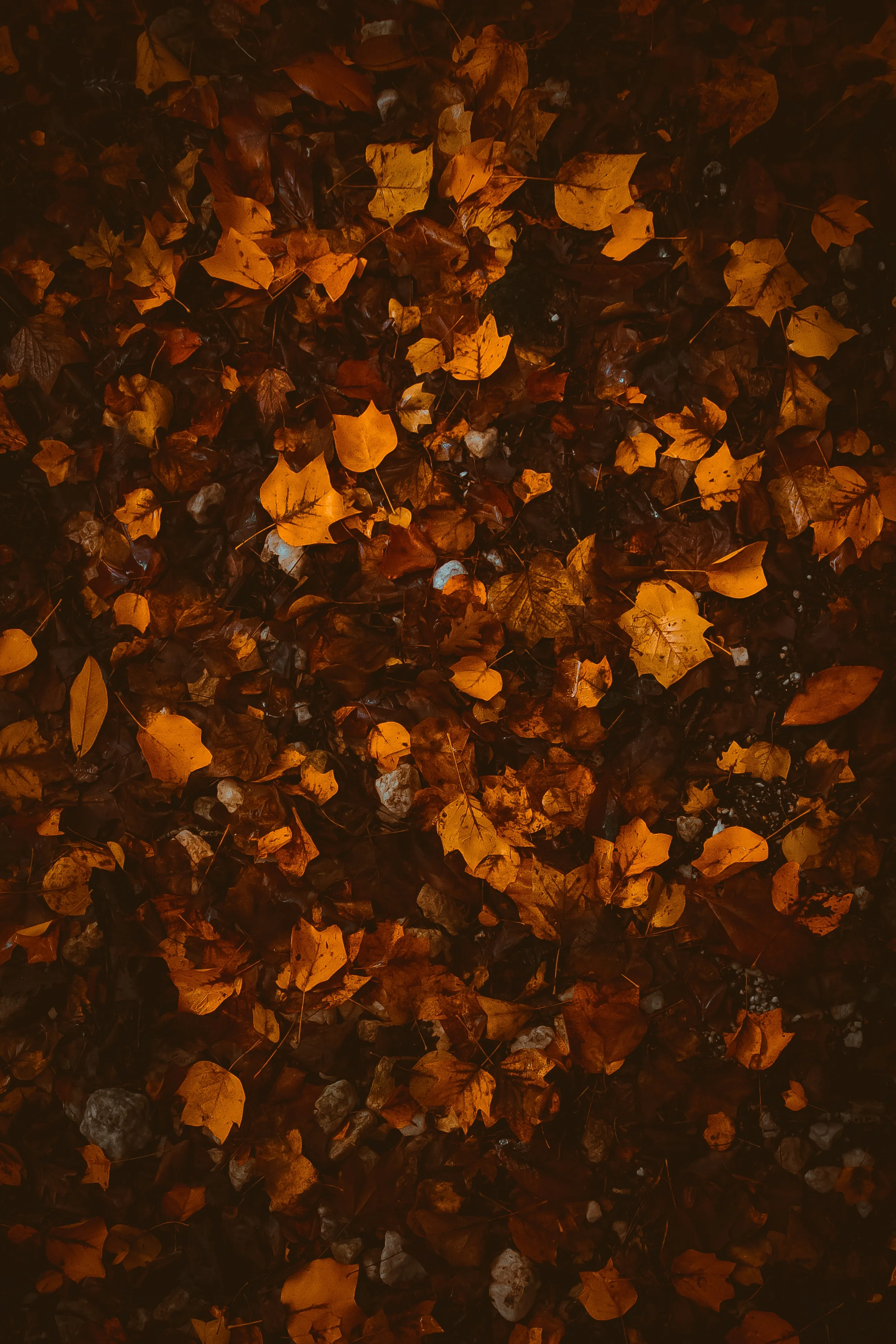 Beautiful Golden Autumn Leaves Scattered on the Ground