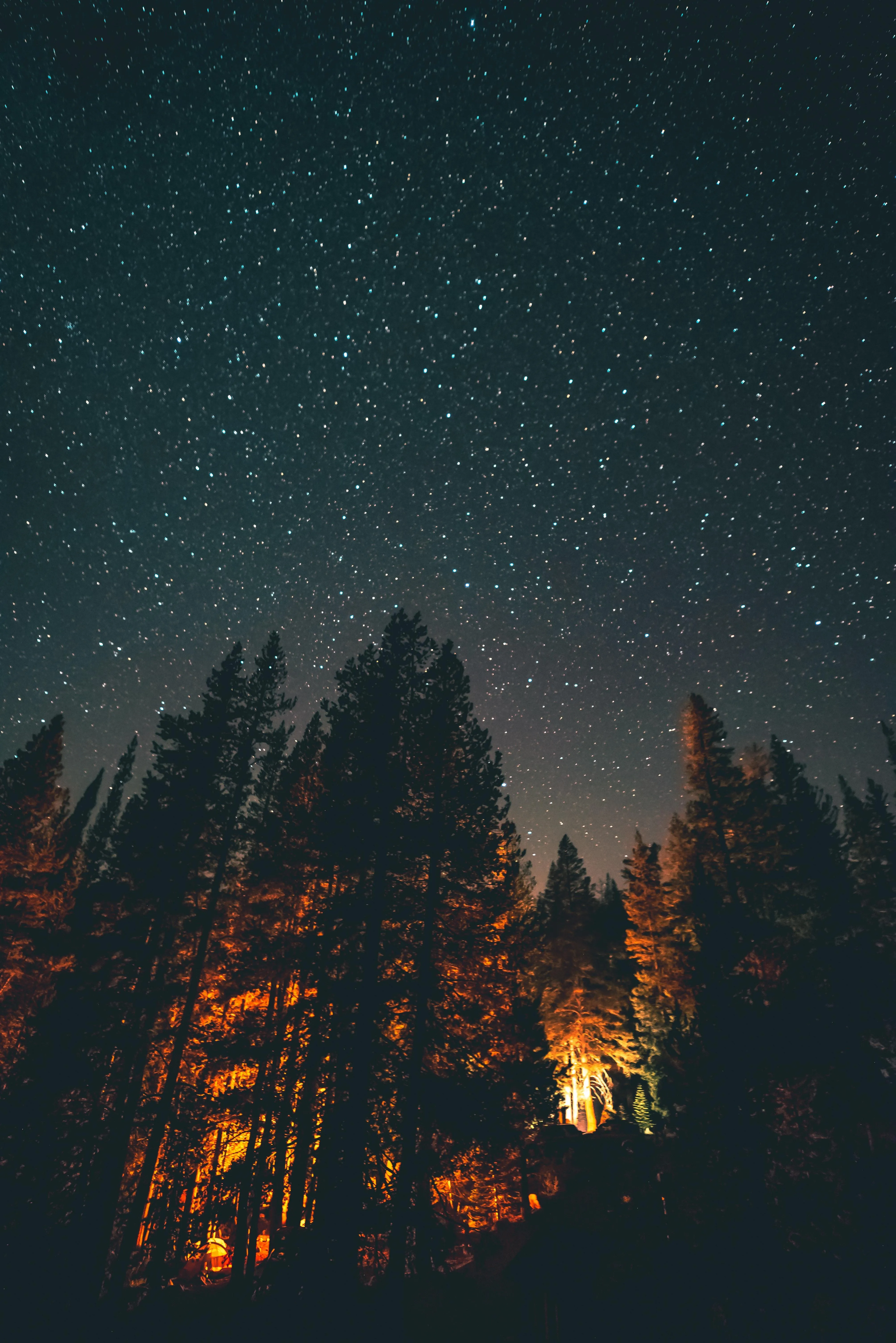 Beautiful Night Sky Full of Stars Above Forest Silhouette