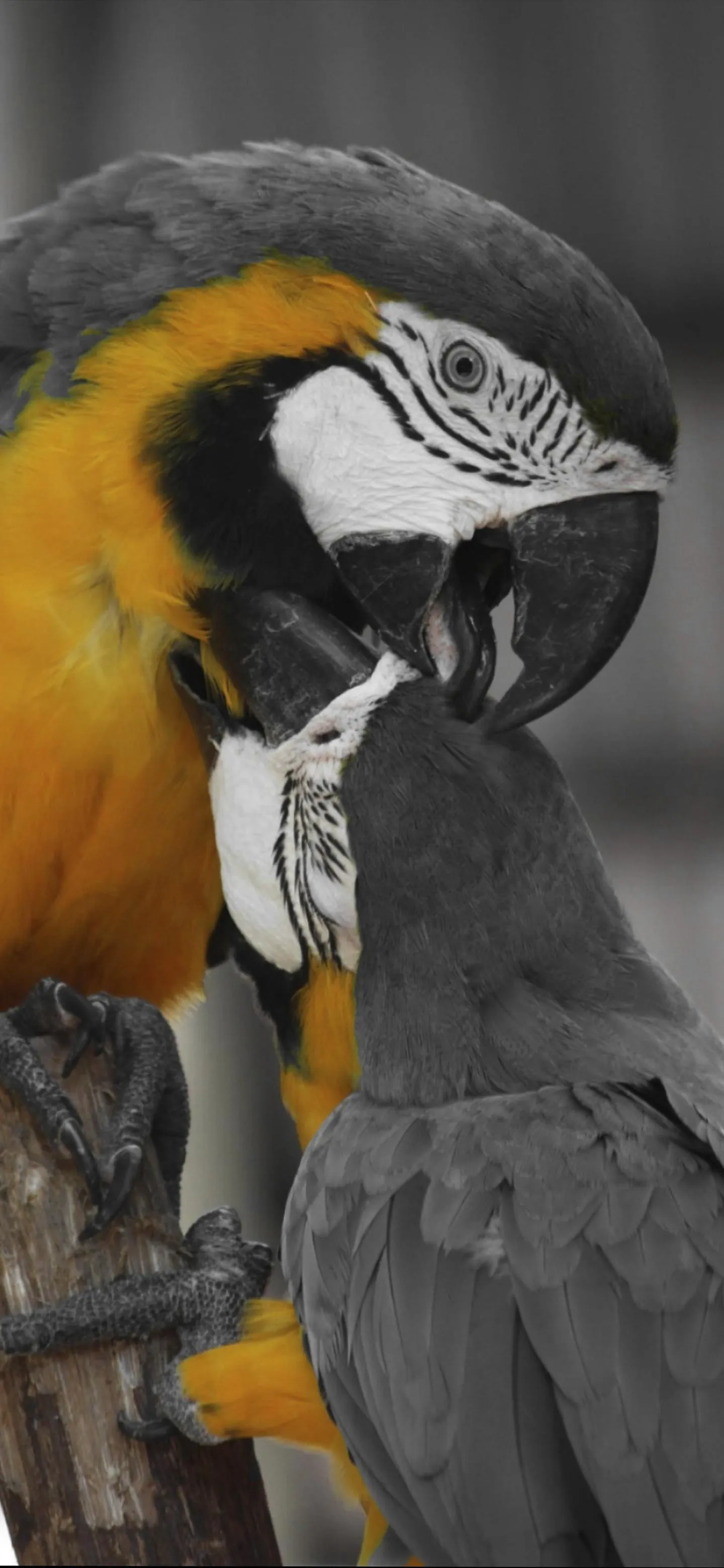 Beautiful Parrot Bird Mobile Wallpaper Nature Photography