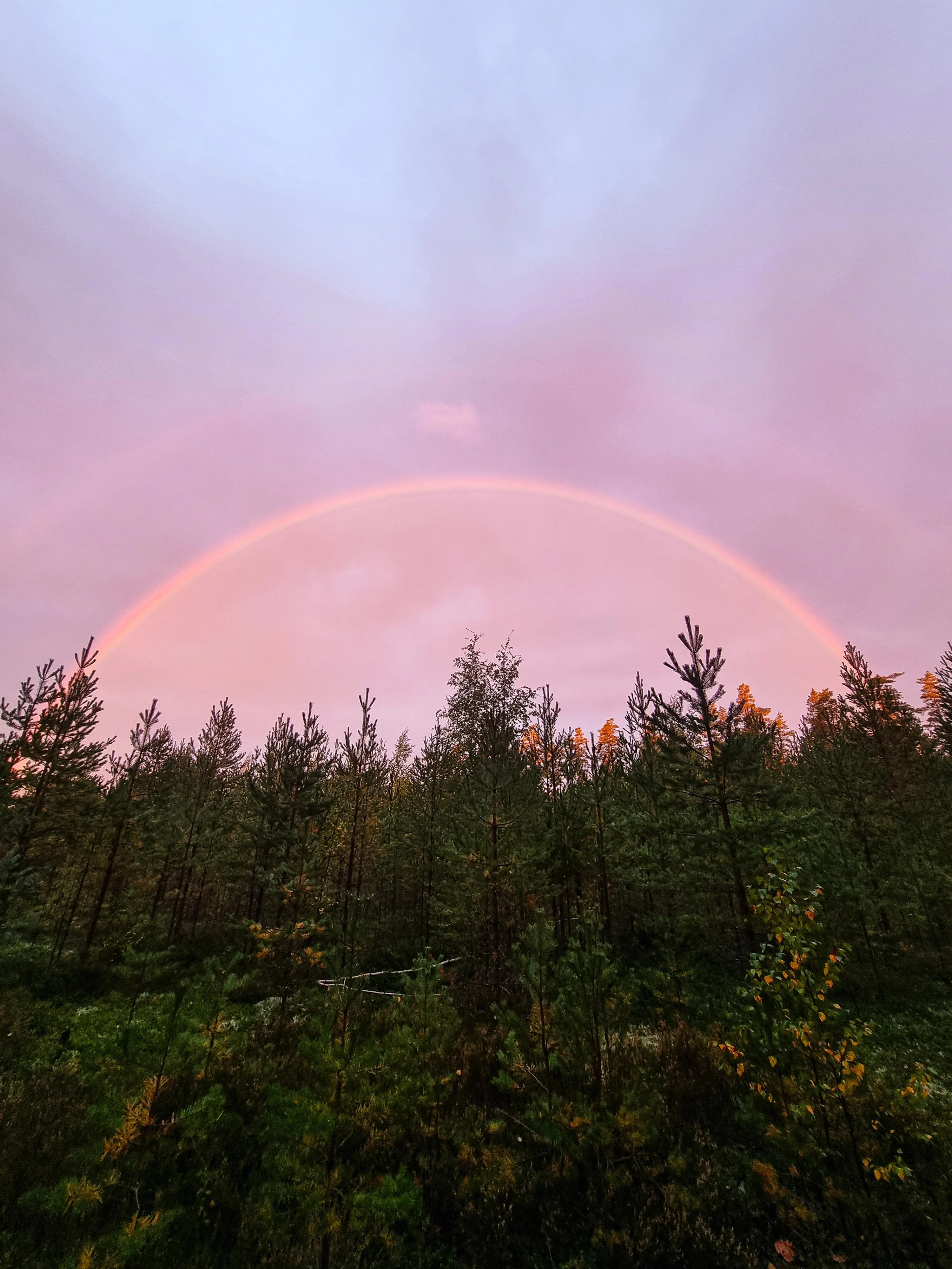 Beautiful Pink Sunset Over Forest with Rainbow in The Sky