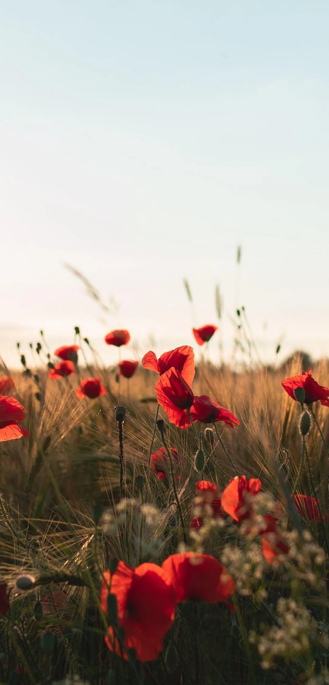 Beautiful Poppy Flowers Field Mobile Background Wallpaper