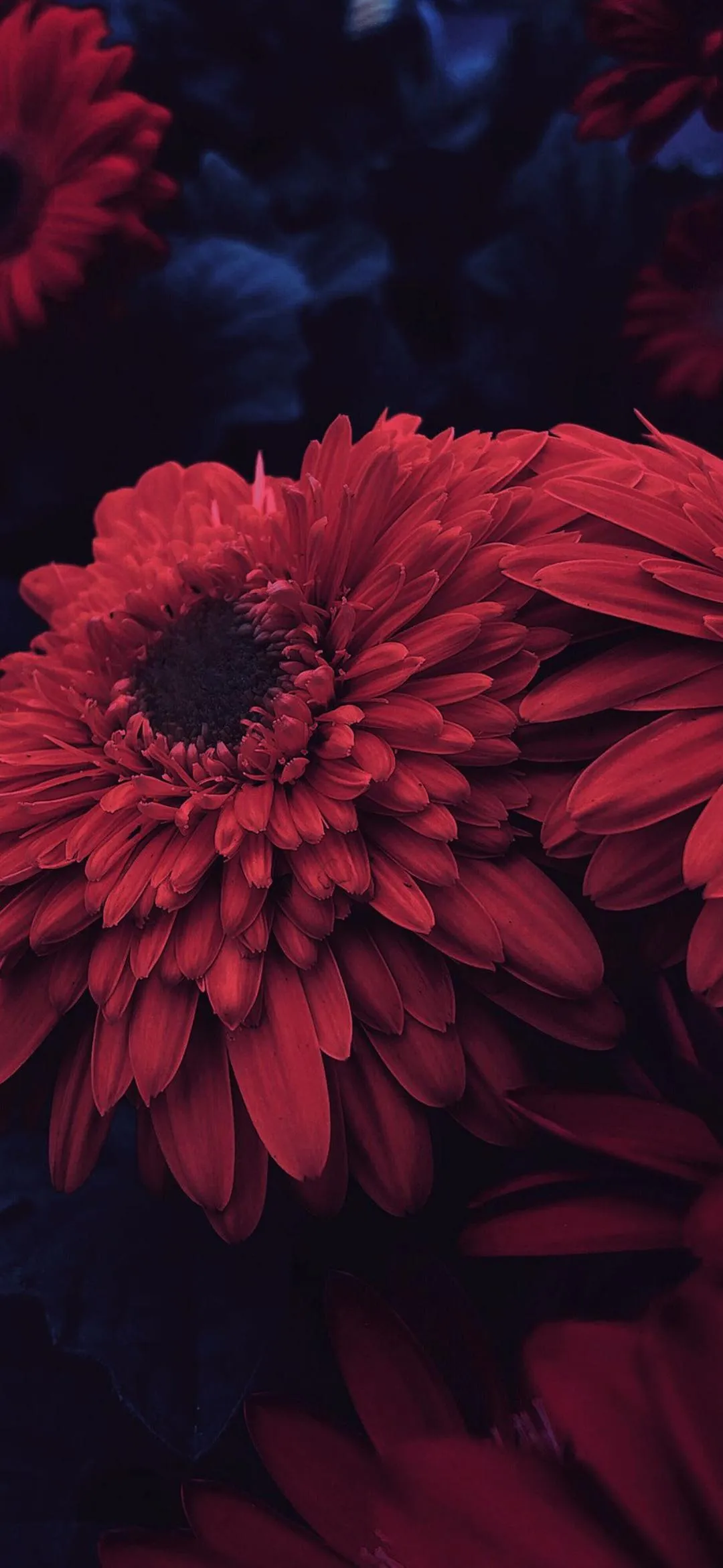 Beautiful Red Flower Blooming in Dark Shadowed Light