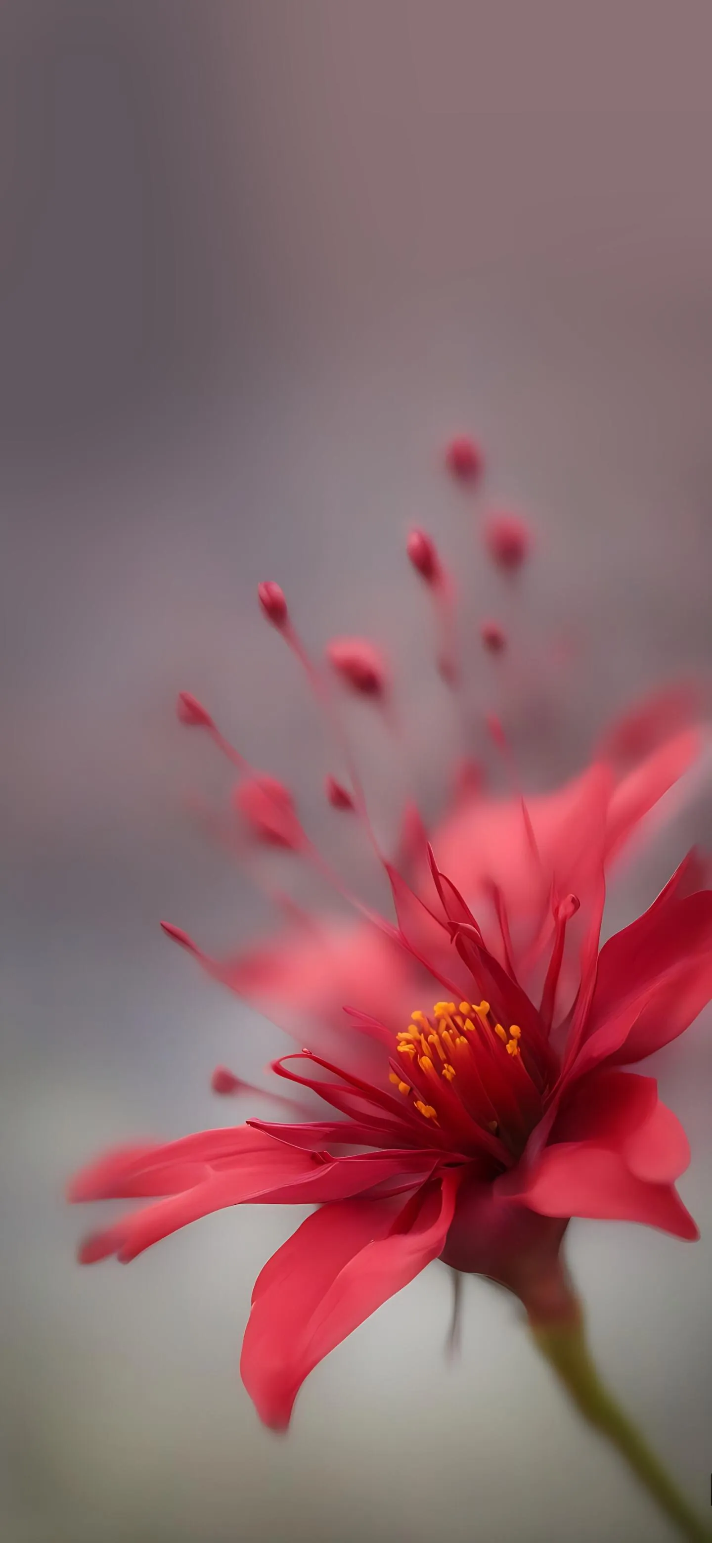 Beautiful Red Flower Macro Photography Phone Wallpaper