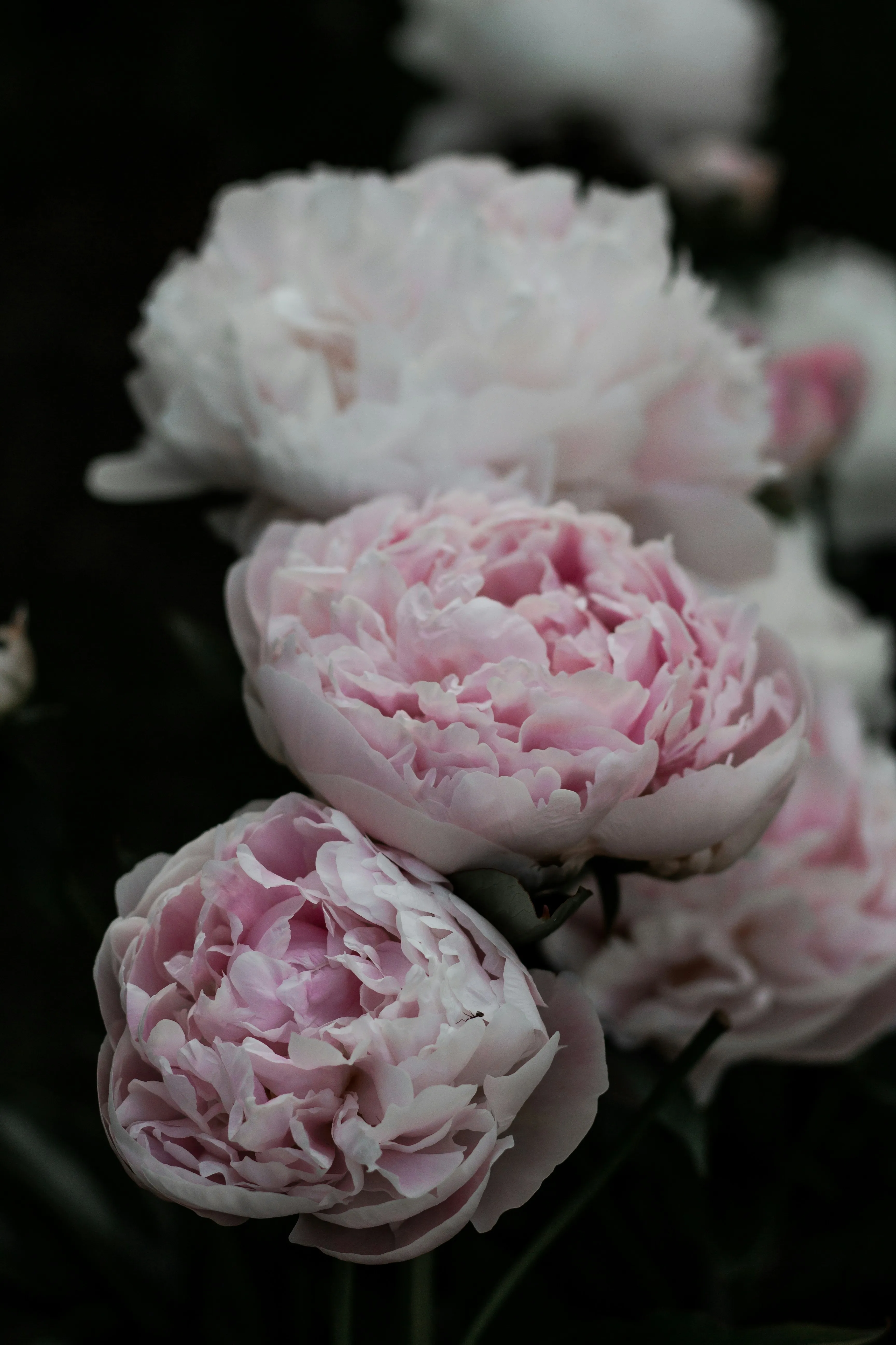 Beautiful Soft Pink Peony Flowers in Gentle Natural Light