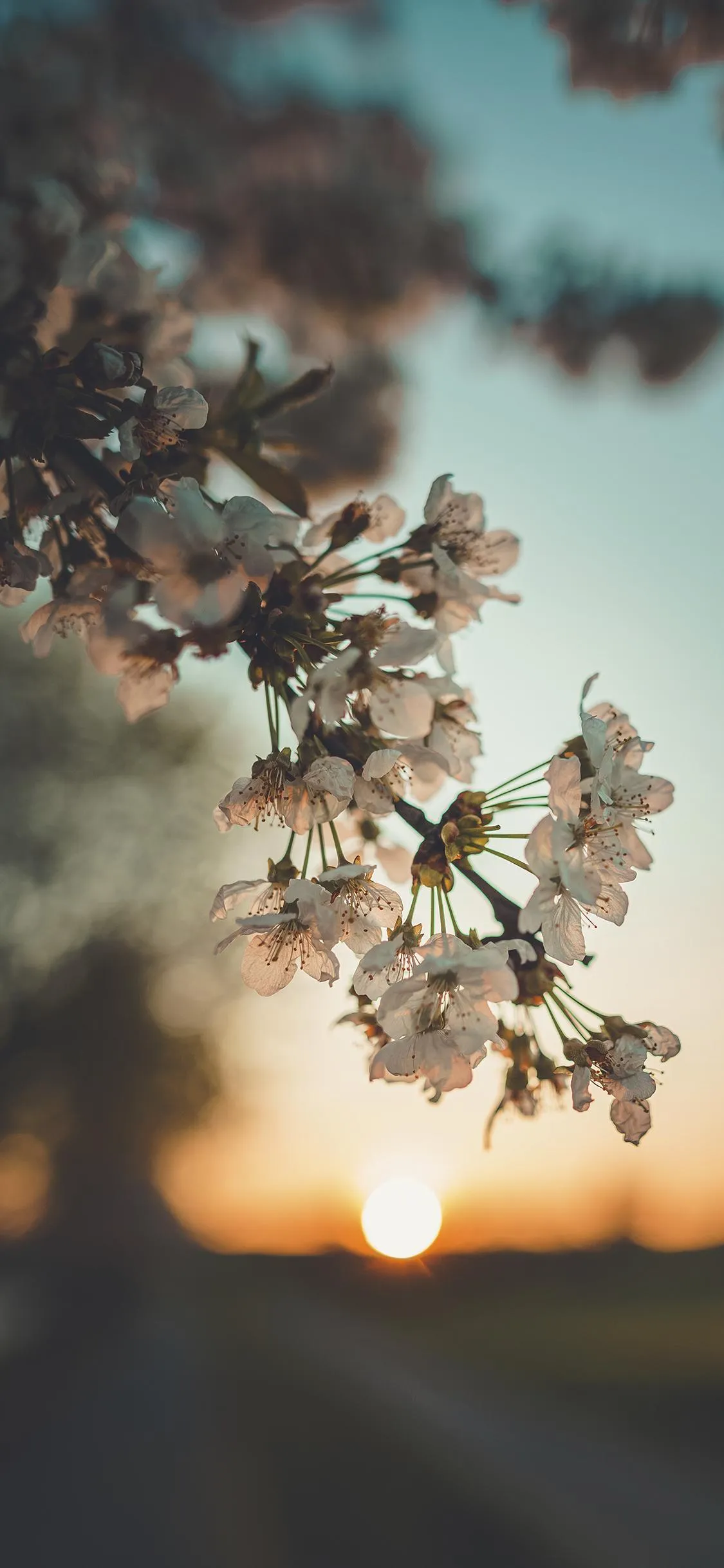 Beautiful Sunset Behind Blossoming Tree Branch Scene