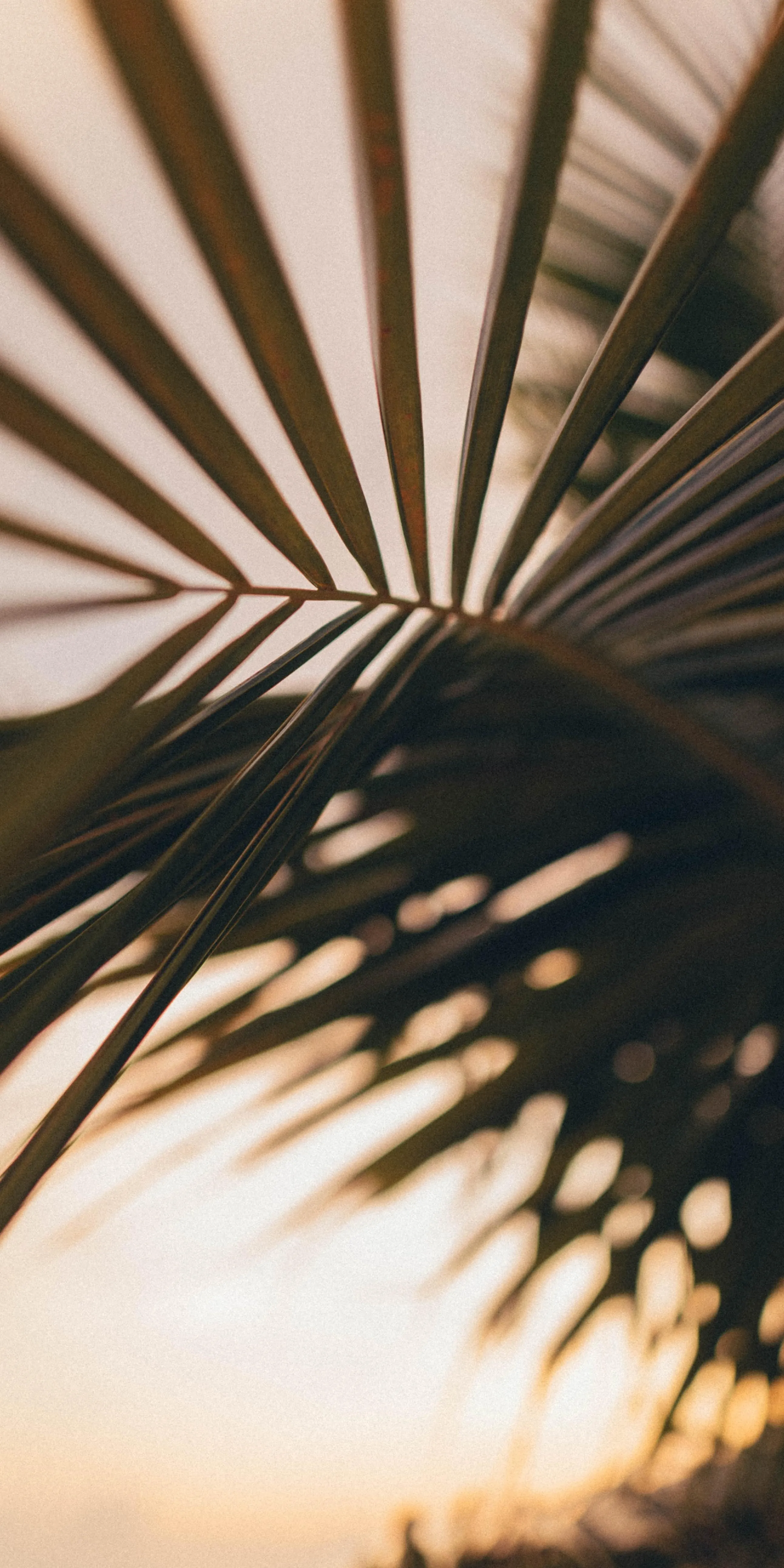 Beautiful Sunset Behind Palm Tree Leaves Silhouette