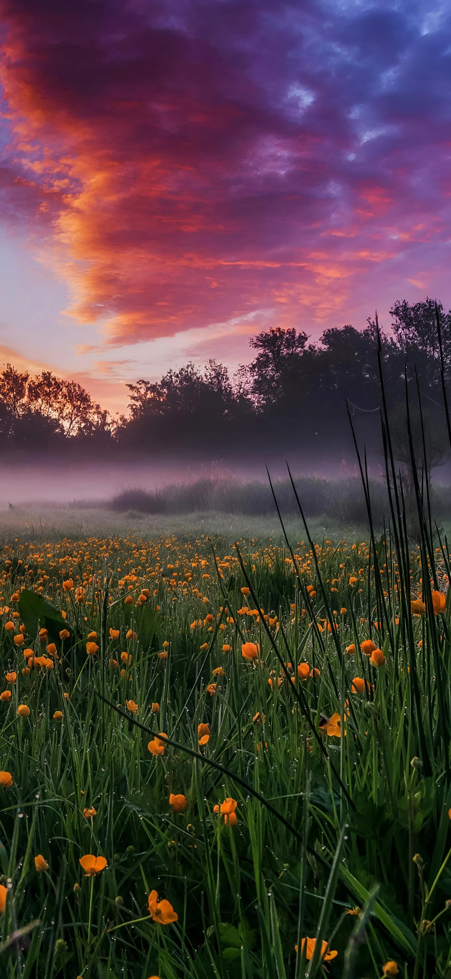 Beautiful Sunset Over Flower Field with Misty Atmosphere